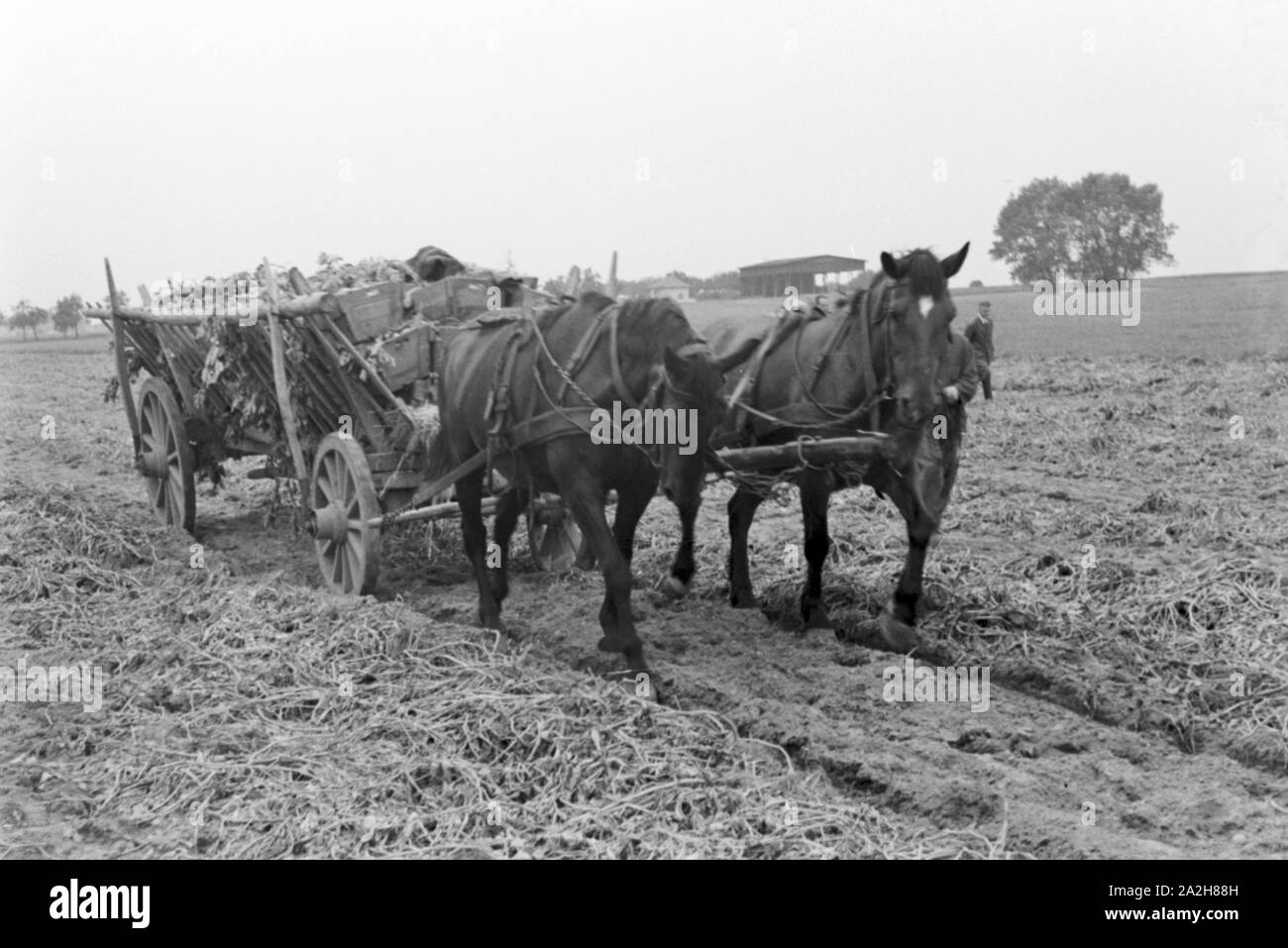 Eine im Regenanlage Kartoffelacker landwirtschaftlichen Einsatz bei einem 1930er Jahre, Deutschland. Un système de gicleurs dans son usage agricole à un champ de pommes de terre, de l'Allemagne des années 1930. Banque D'Images