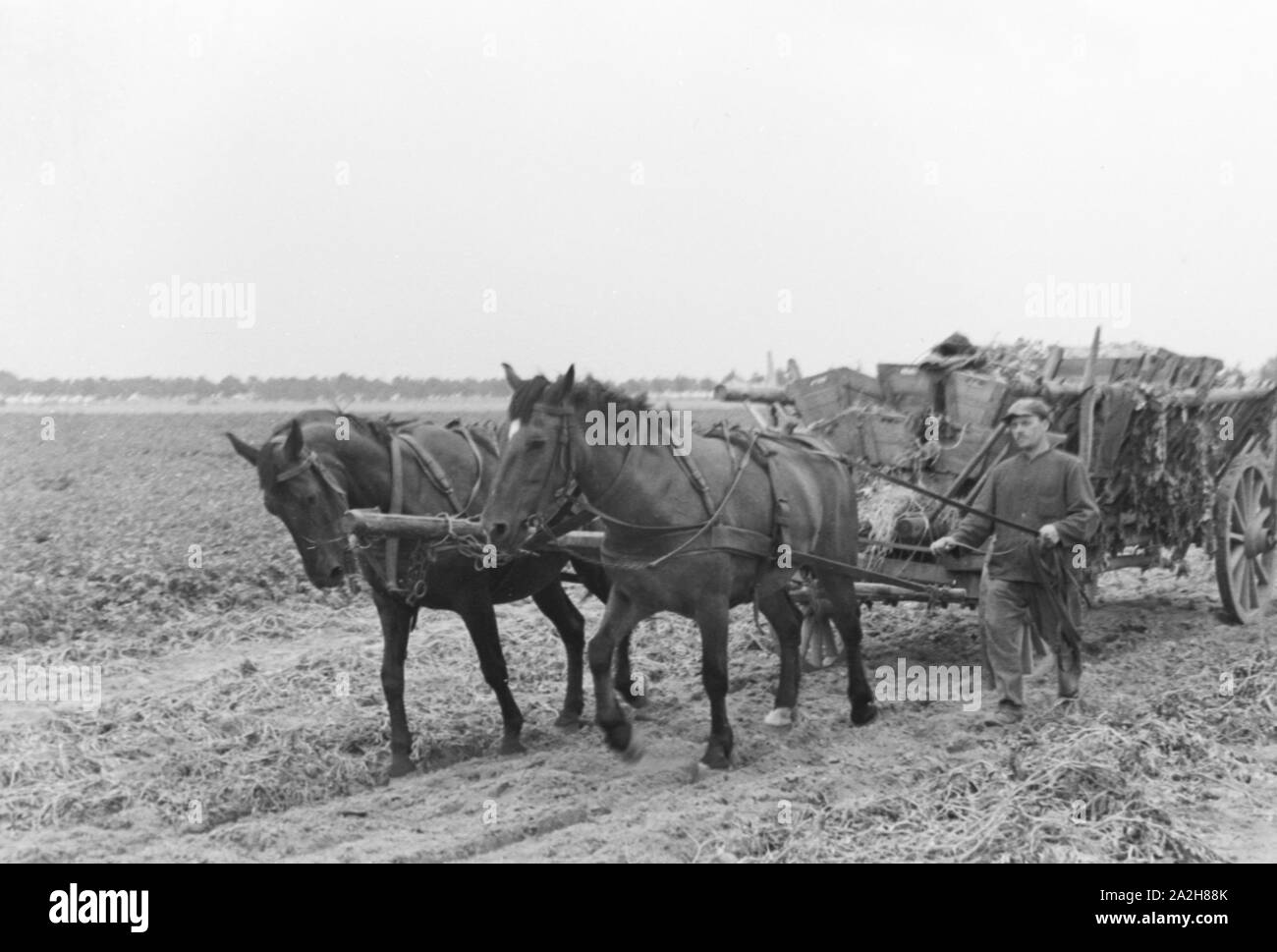 Eine im Regenanlage Kartoffelacker landwirtschaftlichen Einsatz bei einem 1930er Jahre, Deutschland. Un système de gicleurs dans son usage agricole à un champ de pommes de terre, de l'Allemagne des années 1930. Banque D'Images