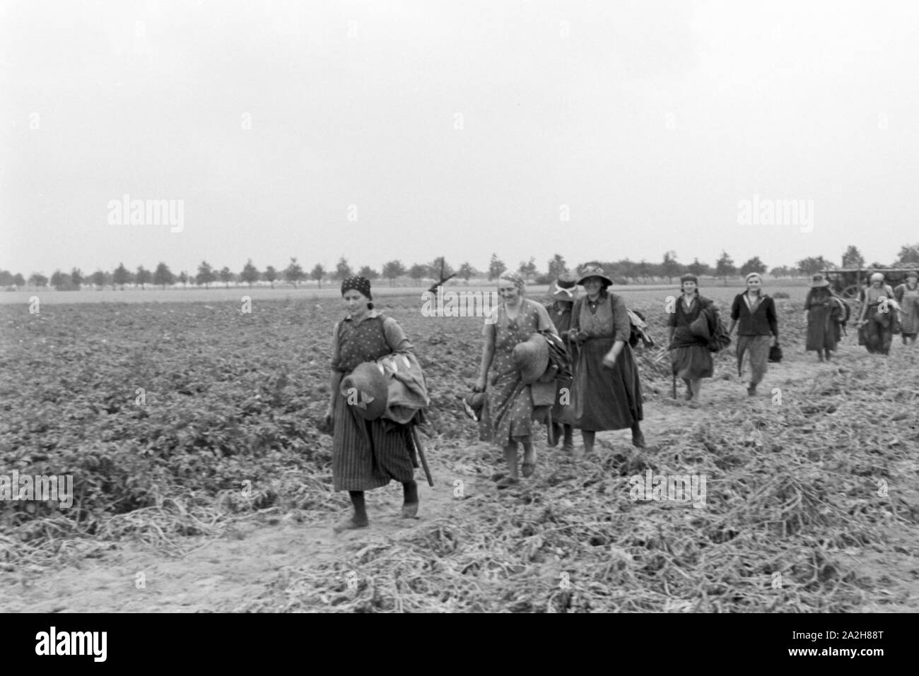 Eine im Regenanlage Kartoffelacker landwirtschaftlichen Einsatz bei einem 1930er Jahre, Deutschland. Un système de gicleurs dans son usage agricole à un champ de pommes de terre, de l'Allemagne des années 1930. Banque D'Images