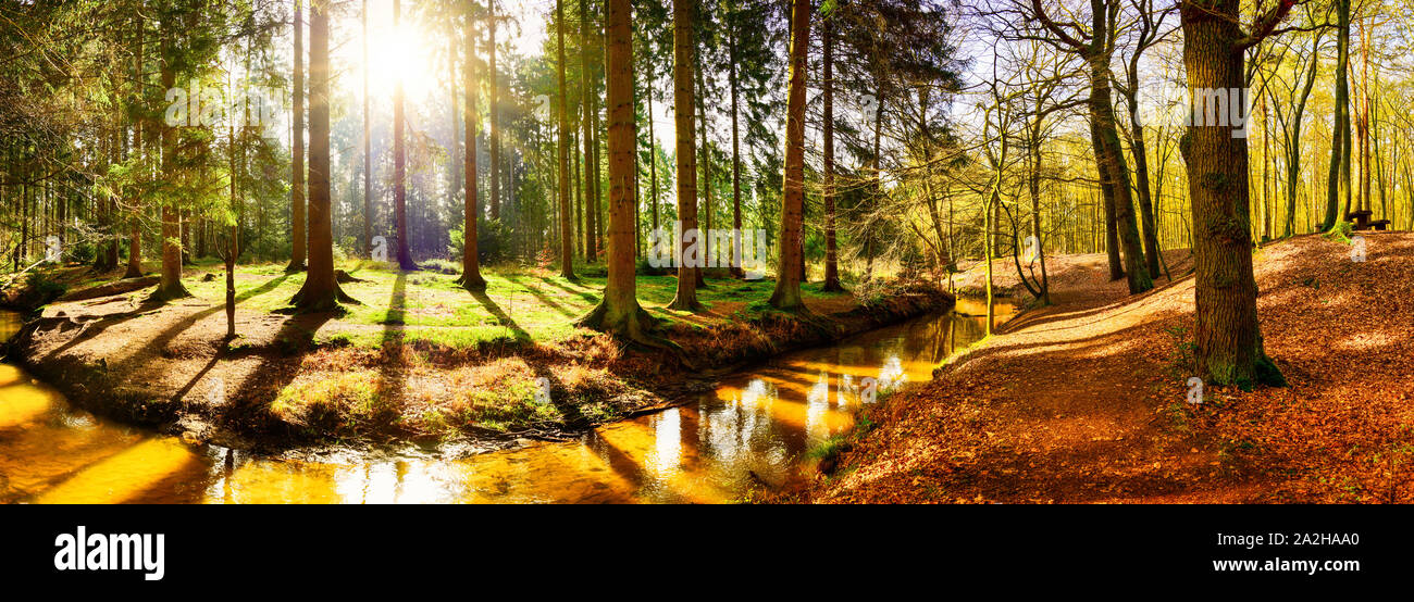 Belle forêt d'automne avec ruisseau et soleil clair brillant à travers les arbres Banque D'Images