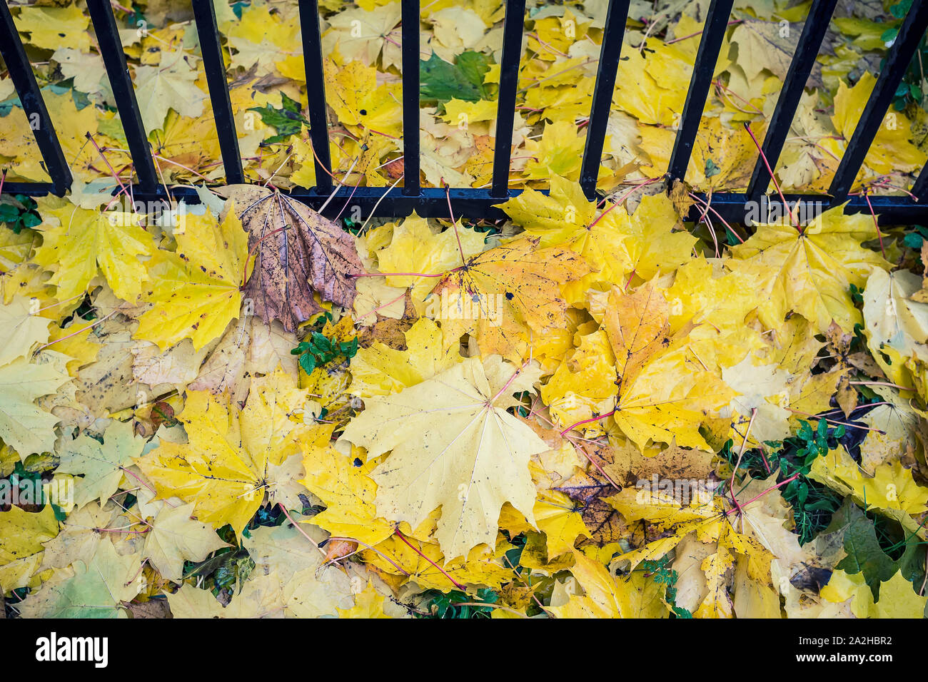 Jaune, feuilles d'érable sont tombés sur l'herbe verte près de la clôture métallique. Banque D'Images