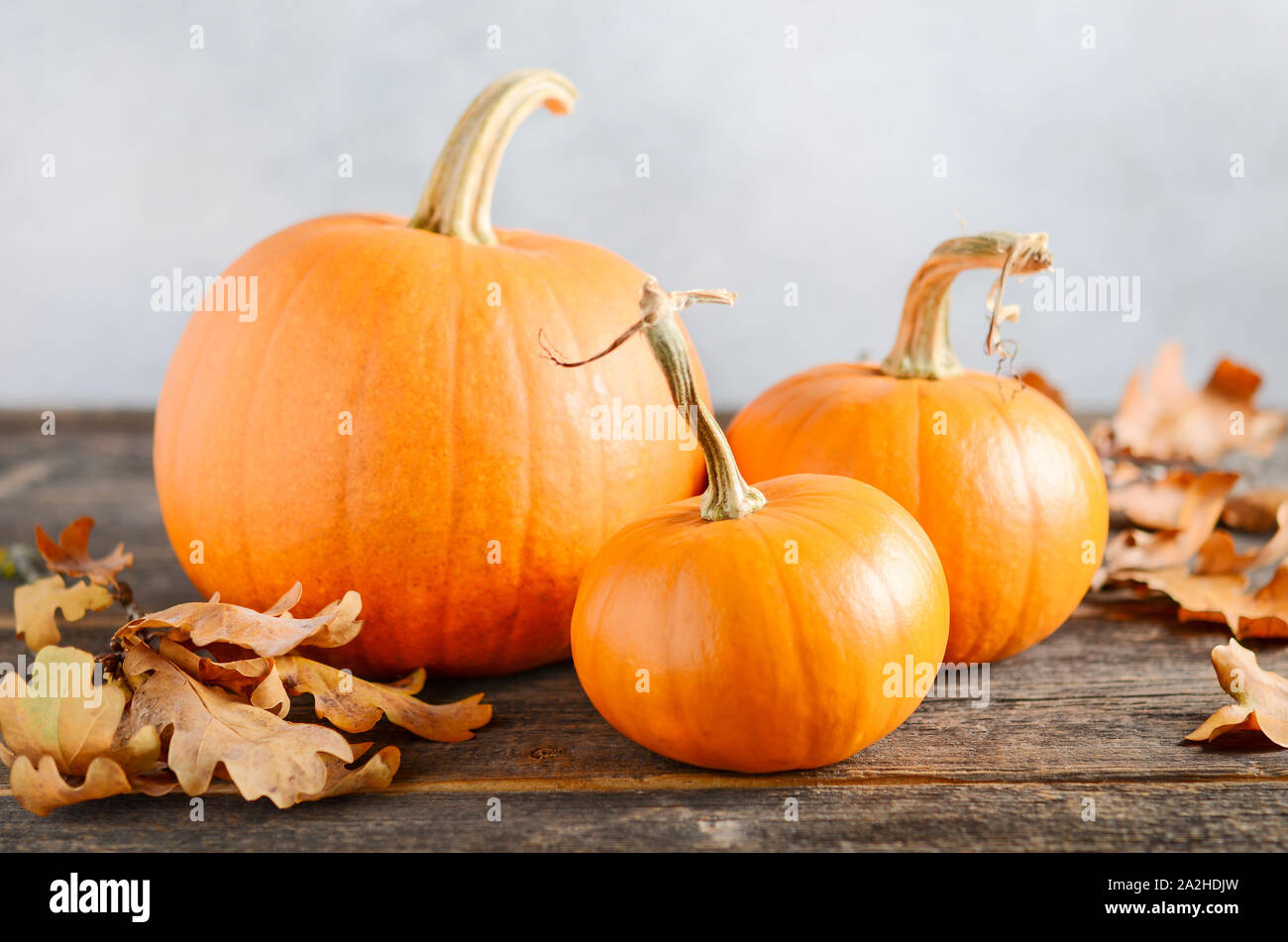 Automne fond avec des citrouilles sur une table en bois rustique. Banque D'Images