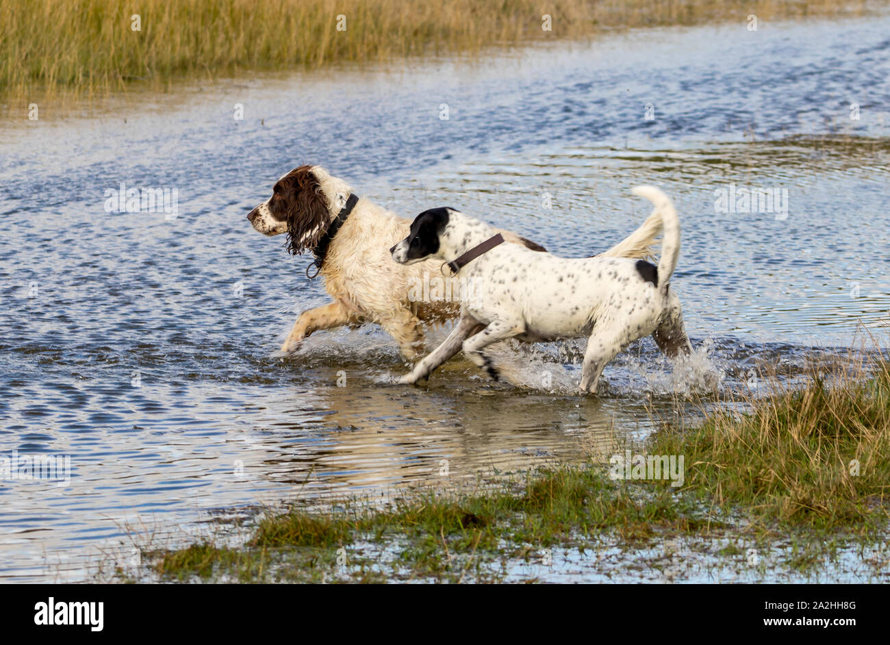 Les chiens appréciant les zones inondées de la rivière Cuckmere haven, East Sussex, UK Banque D'Images