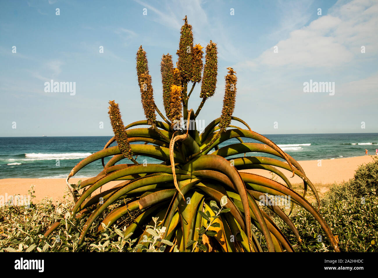 Fini l'Aloes avec fleurs de côte et mer en arrière-plan Banque D'Images