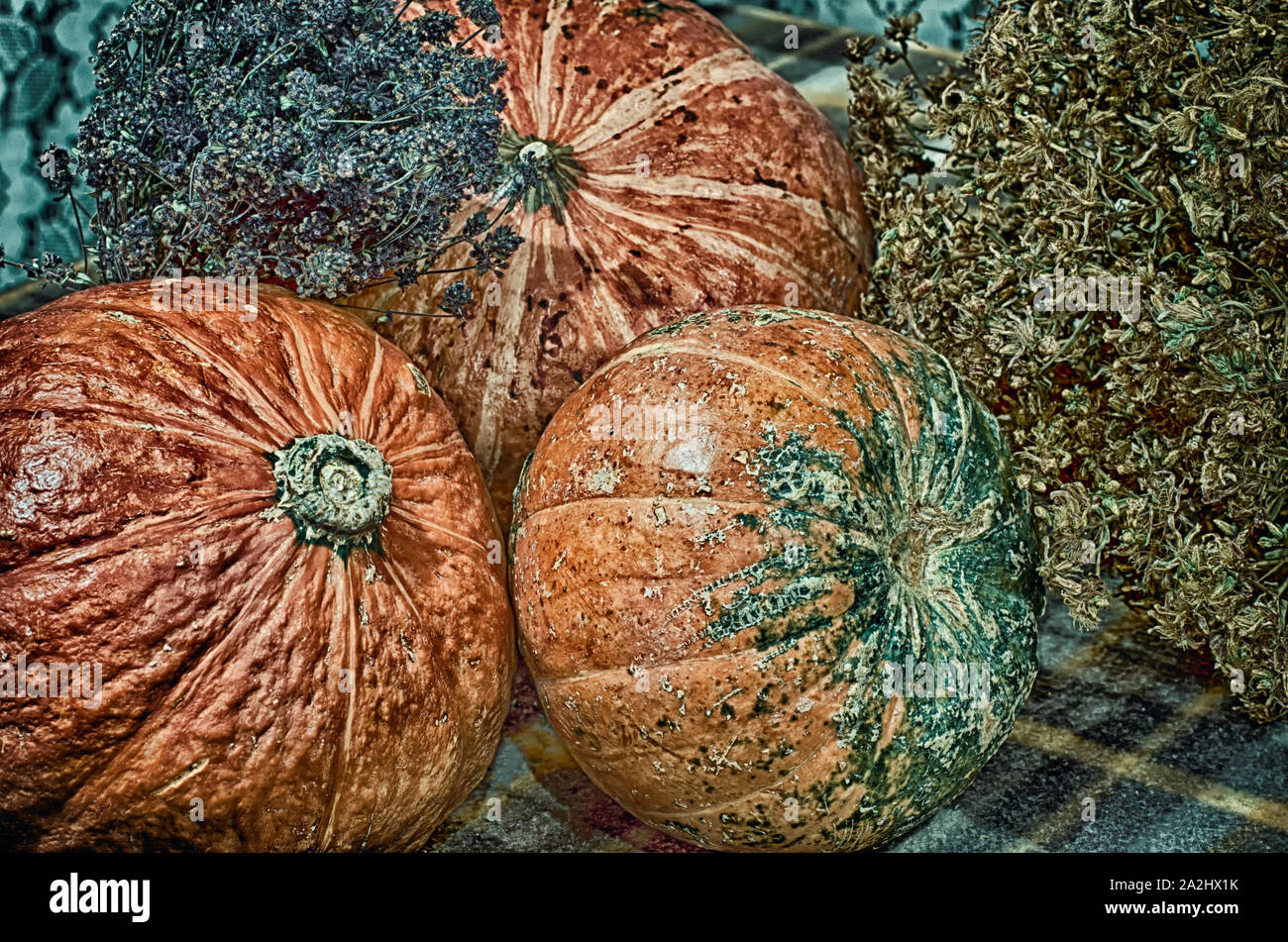 La composition avec trois citrouilles orange écorce intéressant avec la texture et d'herbes séchées sur un plaid closeup Banque D'Images