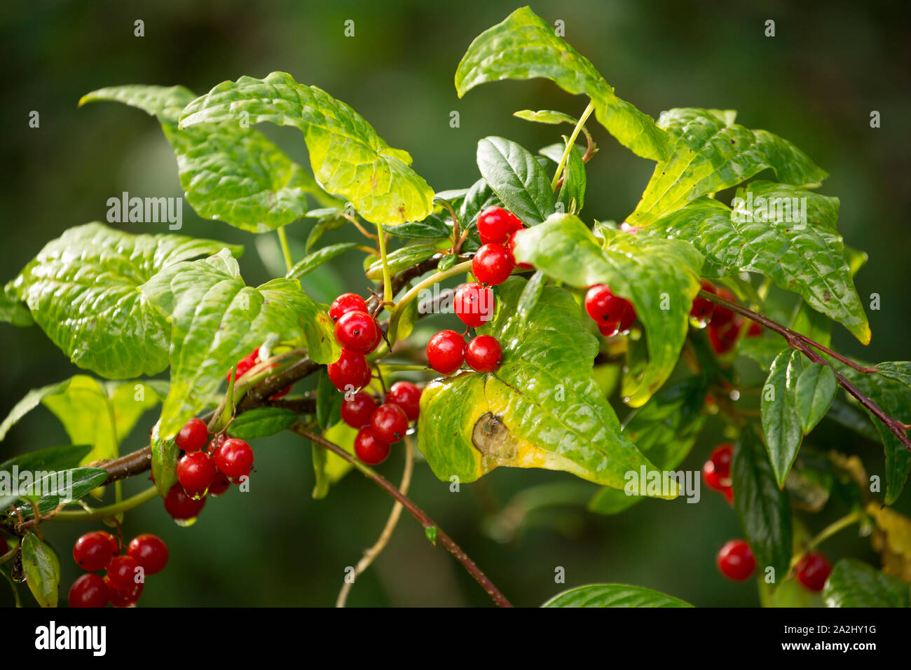 Tamus communis, bryony noir, et les fruits rouges de plus en plus une haie dans le Lancashire England UK GO Banque D'Images