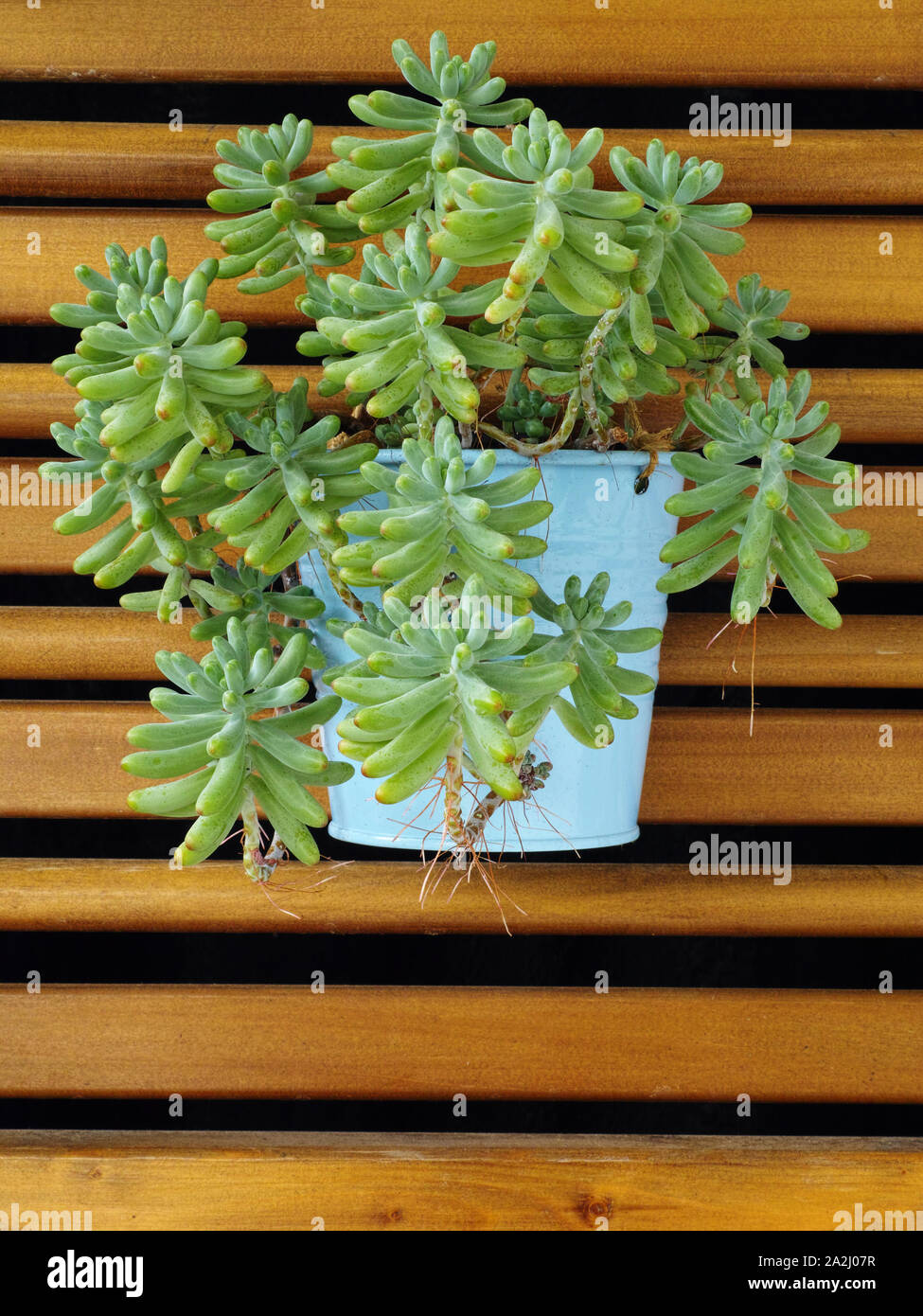 Les haricots, des plantes succulentes sedum pachyphyllum, dans un pot suspendu à un caillebotis en bois Banque D'Images