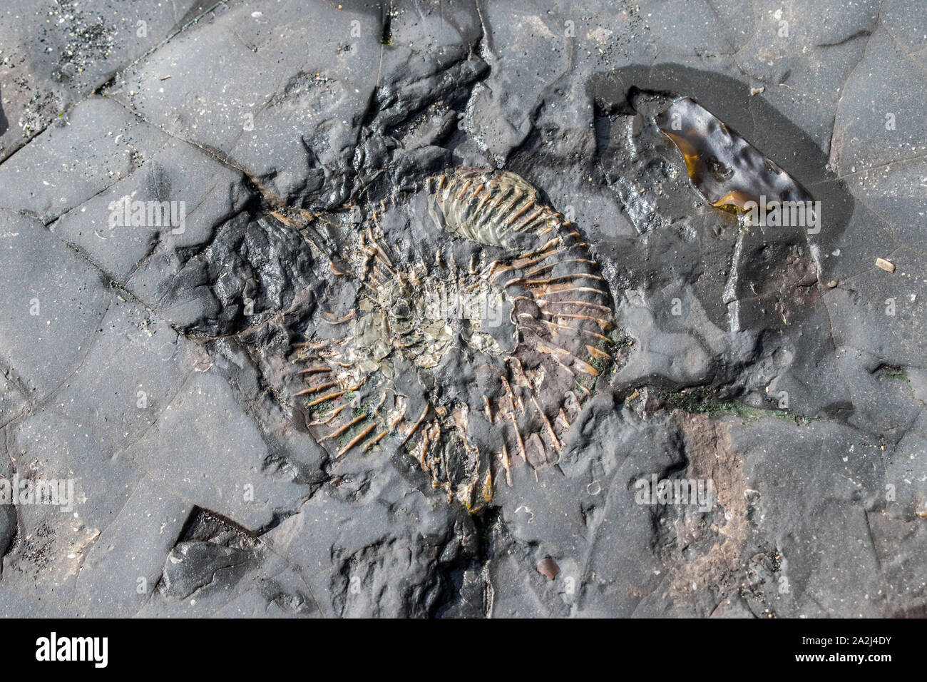 Fossiles ammonite concassée sécher comme la marée était retirée, Kimmeridge Bay, partie de la côte jurassique Wareham, Dorset, Angleterre Banque D'Images