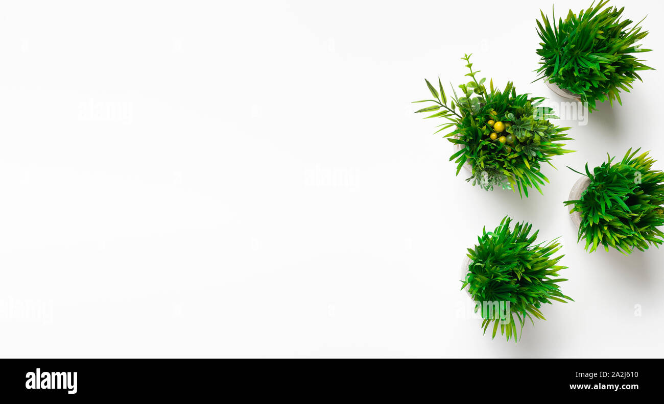 Plantes vertes en pots ronds sur fond blanc Banque D'Images