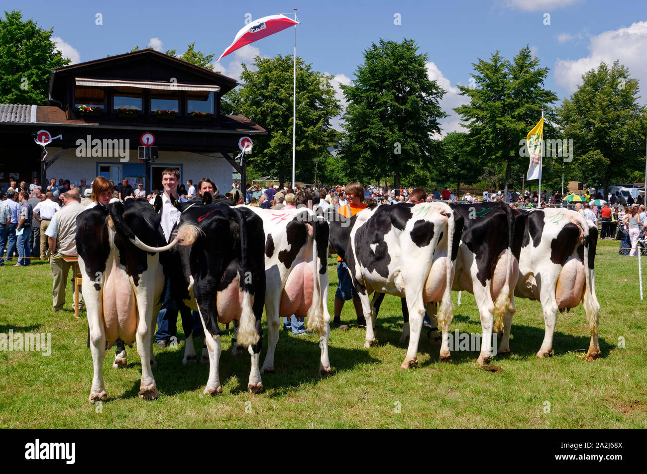 'Pferdemarkt' (marché des chevaux) à Beerfelden (partie d'Oberzent): Éleveur présent vaches Holstein, district d'Odenwald, Hesse, Allemagne Banque D'Images