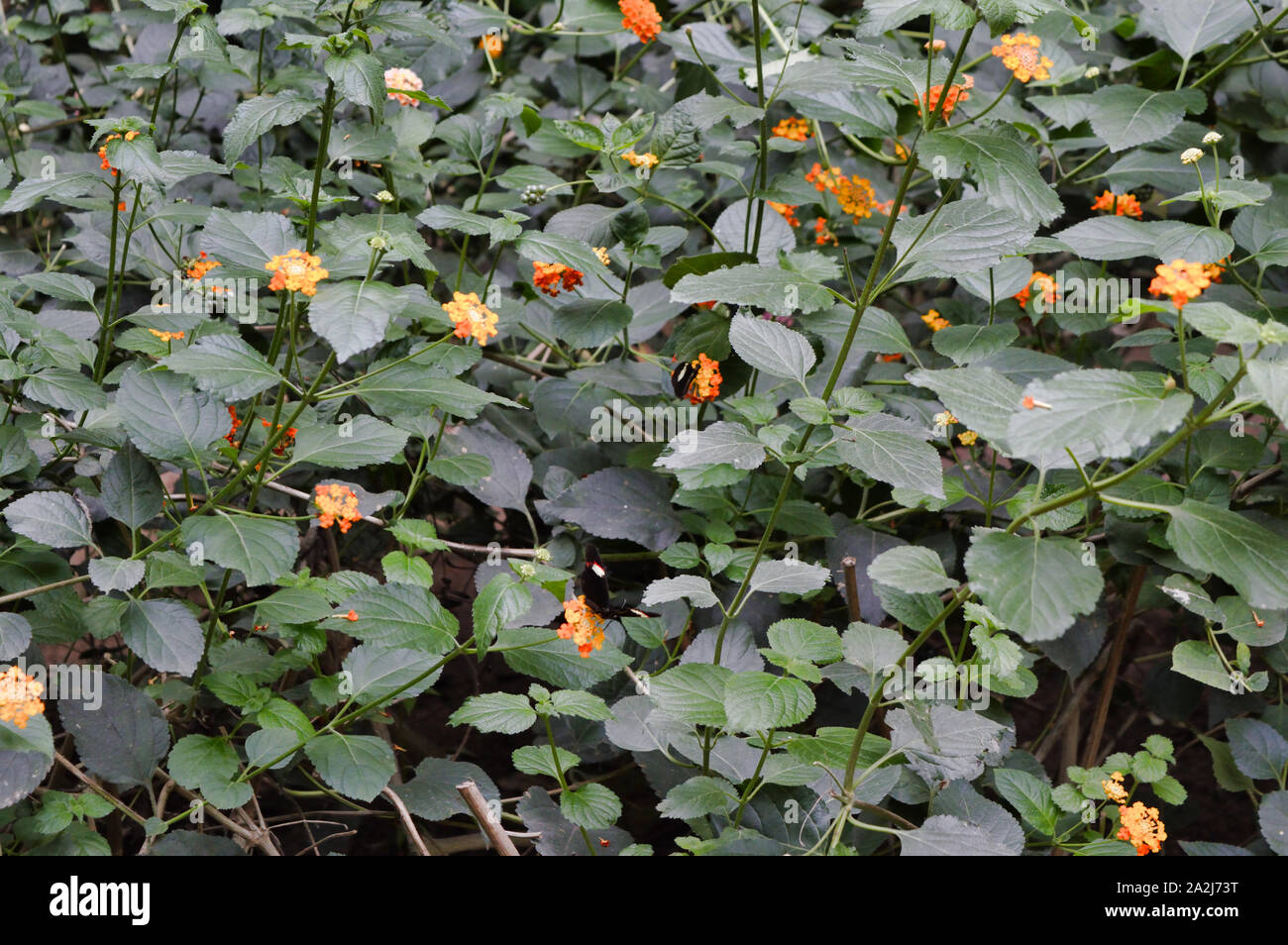 Les papillons, fleurs et plantes botanique beauty Banque D'Images