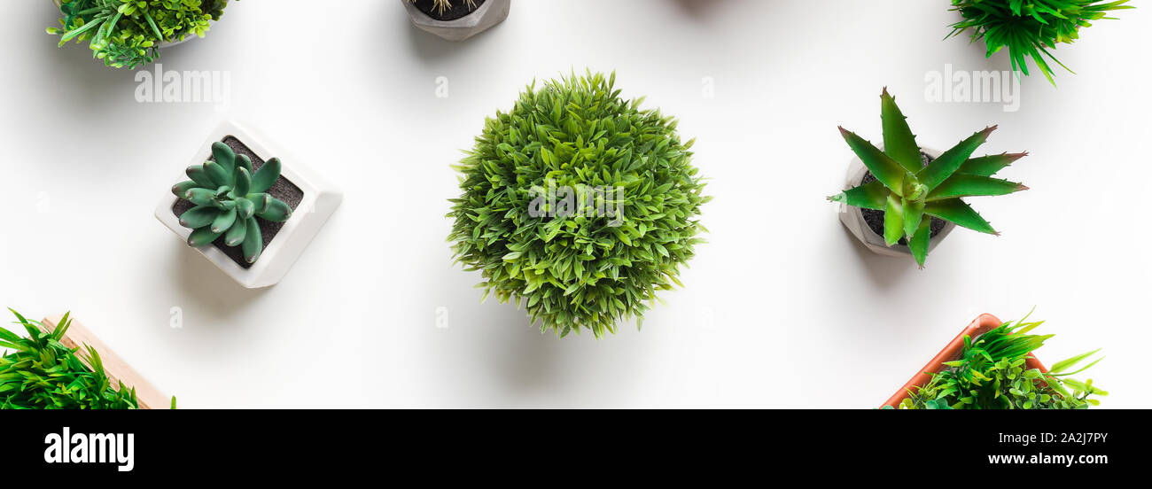 Diverses plantes vertes dans différents pots sur fond blanc Banque D'Images