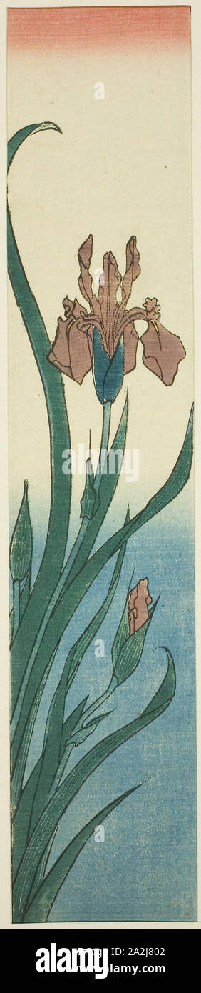 Iris, années 1840, Hiroshige Utagawa 広重 歌川, Japonais, 1797-1858, le Japon, la couleur d'impression sur bois, kotanzaku, 34,3 x 7,1 cm Banque D'Images