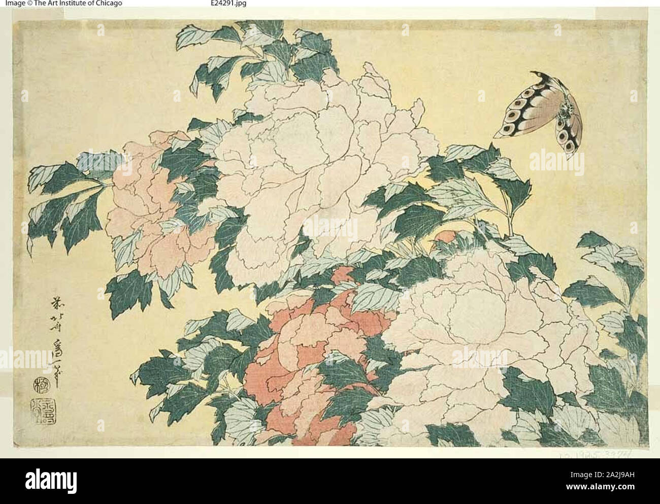 Pivoines et Papillon, d'une série de grandes fleurs sans titre, c. 1833/34, Katsushika Hokusai 葛飾 北斎, Japonais, 1760-1849, Éditeur : Hibino Yohachi, japonais, l'inconnu, le Japon, l'estampe Couleur, Oban, 25,4 x 37,7 cm (9 3/4 x 14 1/2 po Banque D'Images