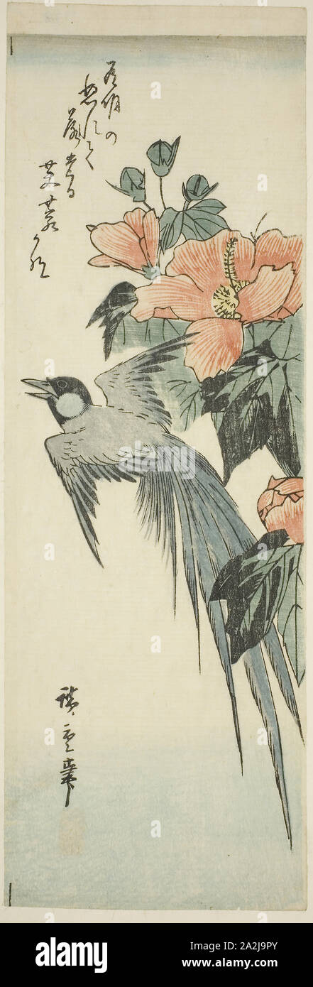 Des oiseaux à longue queue et d'hibiscus, années 1830-années 1840, Hiroshige Utagawa 広重 歌川, Japonais, 1797-1858, le Japon, la couleur d'impression sur bois, chutanzaku, 34,5 x 11,5 cm Banque D'Images