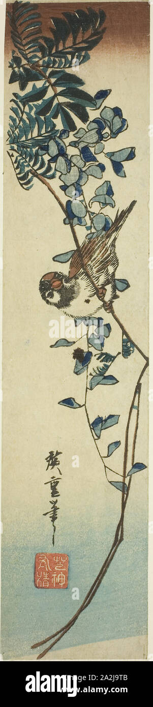 Sparrow et glycine, années 1840, Hiroshige Utagawa 広重 歌川, Japonais, 1797-1858, le Japon, la couleur d'impression sur bois, kotanzaku, 13 1/4 x 2 3/4 in Banque D'Images