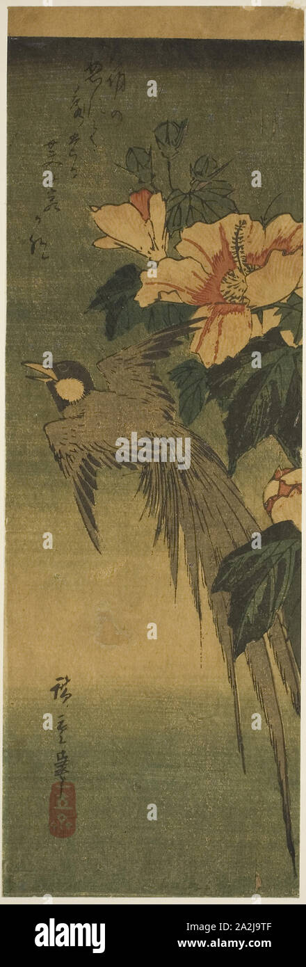 Des oiseaux à longue queue et d'hibiscus, années 1830-années 1840, Hiroshige Utagawa 広重 歌川, Japonais, 1797-1858, le Japon, la couleur d'impression sur bois, chutanzaku, 33 x 11 cm Banque D'Images