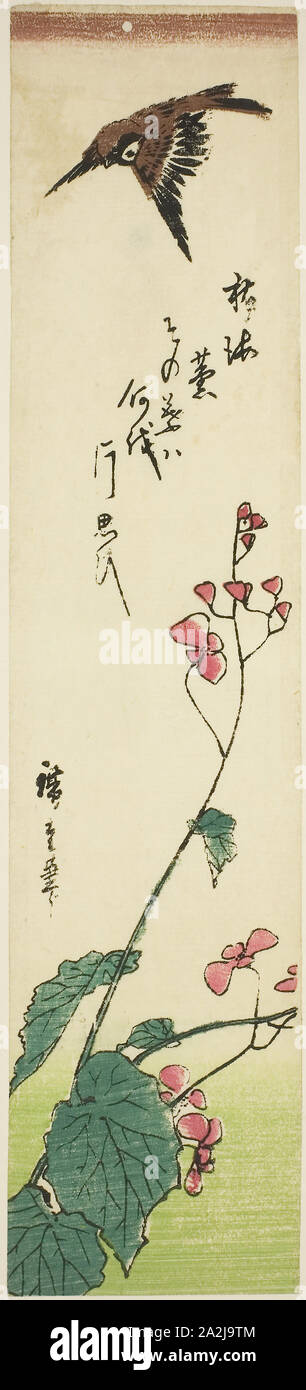 Sparrow survolant les bégonias, mi-années 1840, Hiroshige Utagawa 広重 歌川, Japonais, 1797-1858, le Japon, la couleur d'impression sur bois, kotanzaku, 13 1/8 x 3 in Banque D'Images
