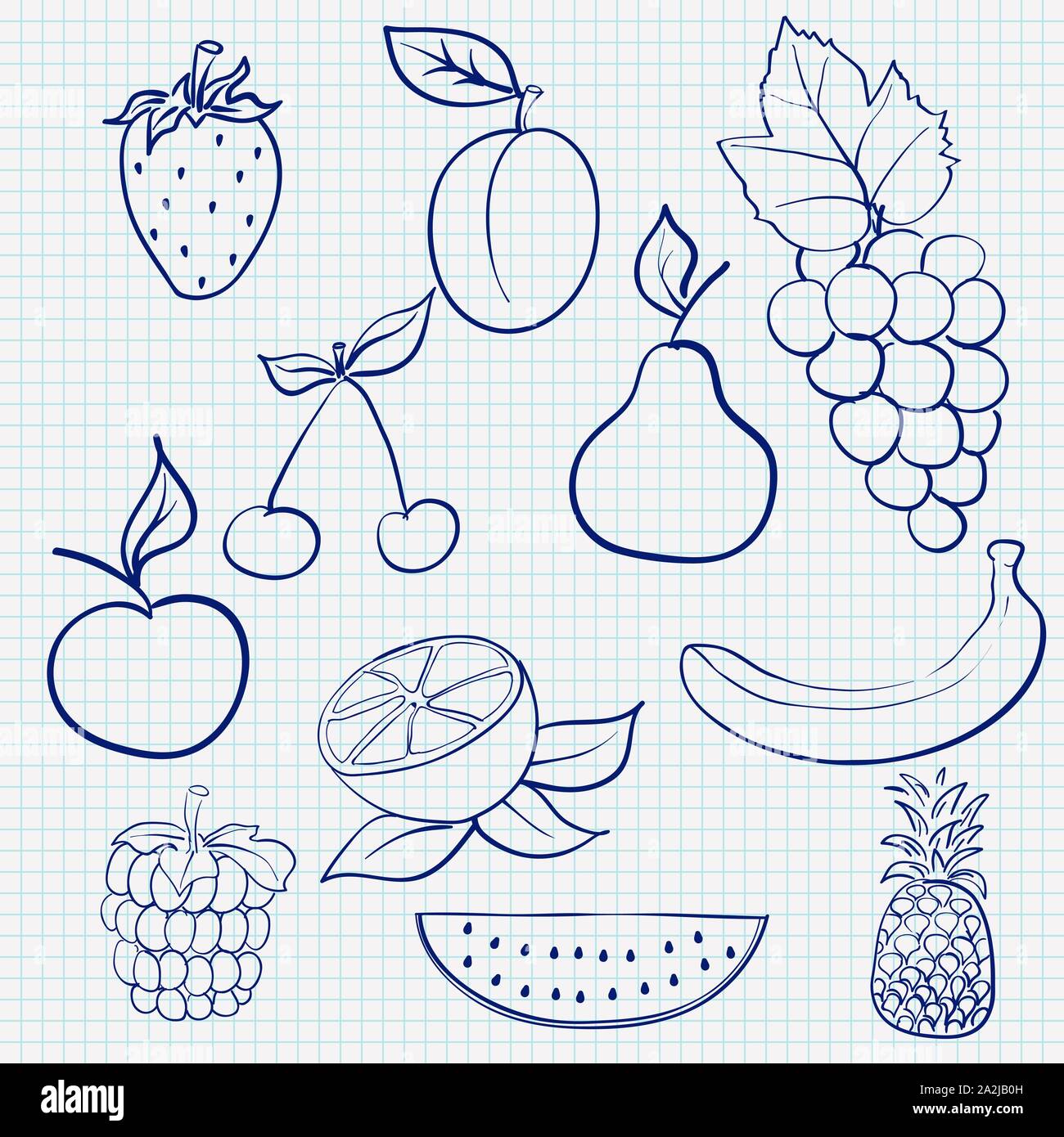 Fruits et de baies. Contour bleu esquisse sur papier ligné background Illustration de Vecteur