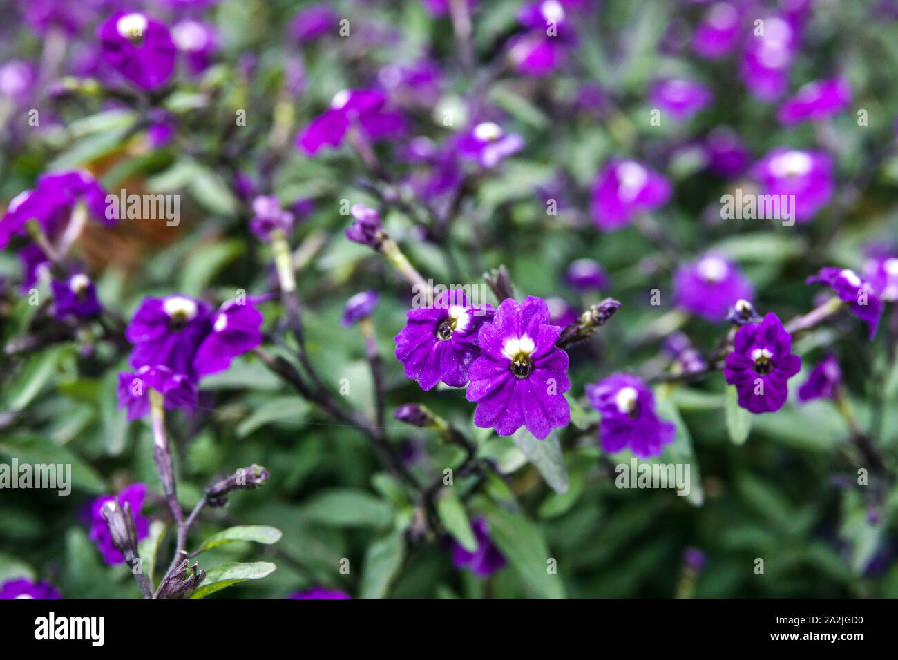 Fleur améthyste Browallia americana 'Amethyst' Banque D'Images