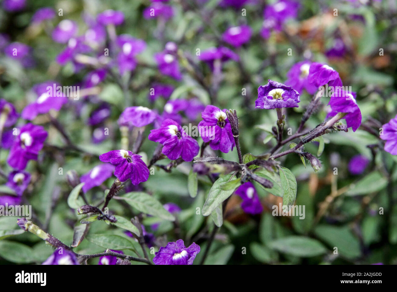 Fleur améthyste Browallia americana 'Amethyst' Banque D'Images