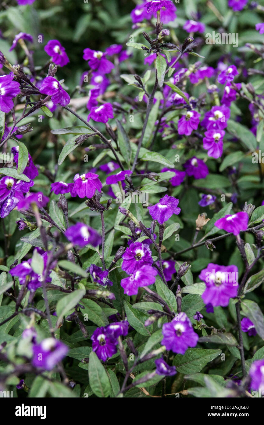 Fleur améthyste Browallia americana 'Amethyst' Banque D'Images