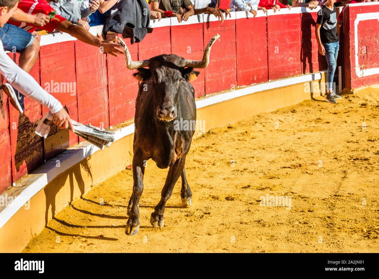 L'intérieur de l'arène taureau en colère après les courses de taureaux (Encierro) pendant les fêtes de Santa Ana, Tudela, Espagne Banque D'Images