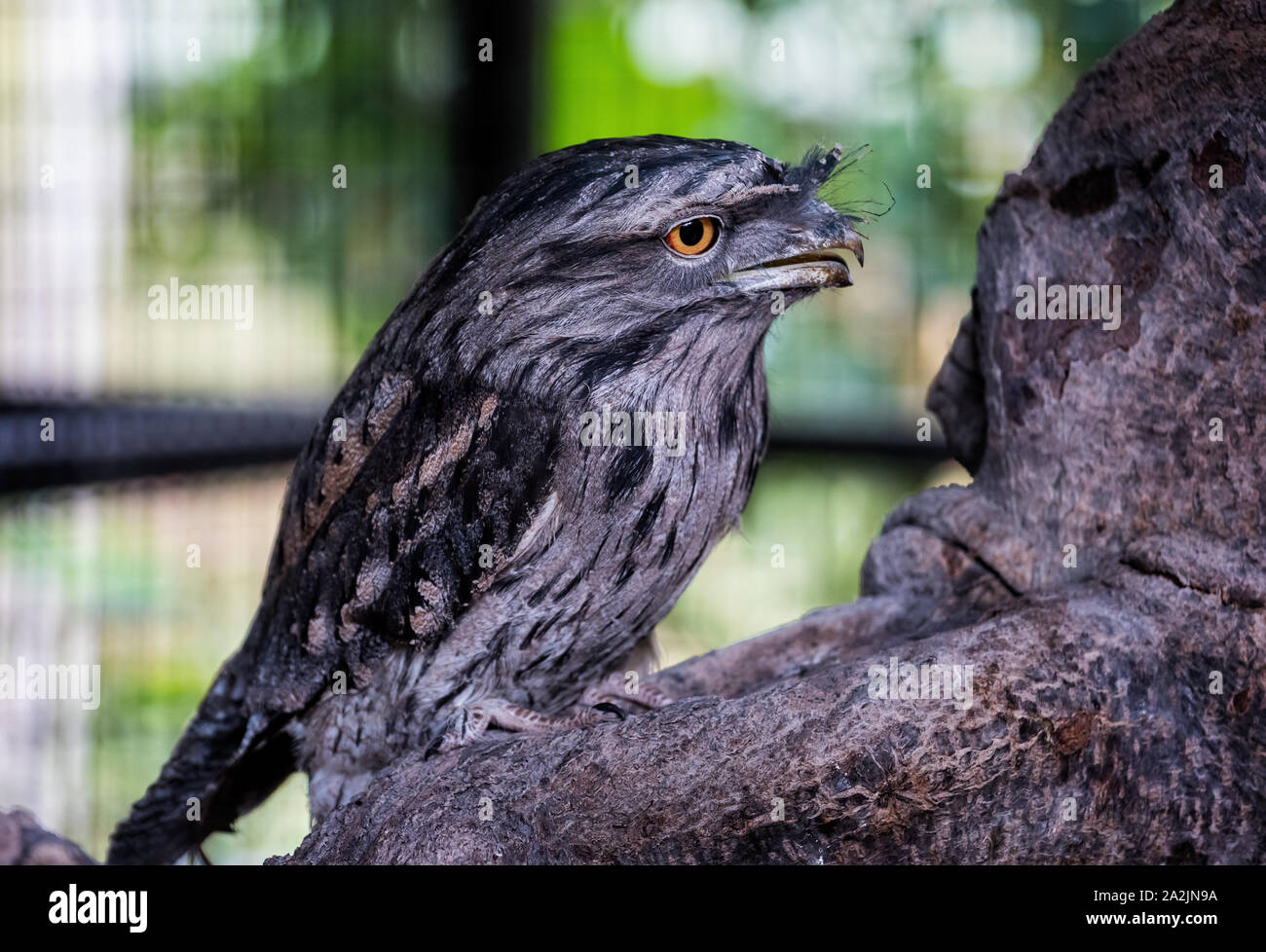 Close up de la Chouette hulotte oiseau comme une grille supérieure Banque D'Images