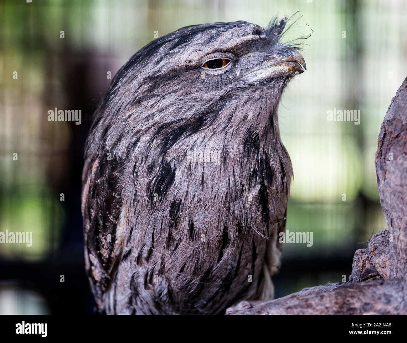 Close up de la Chouette hulotte oiseau comme une grille supérieure Banque D'Images