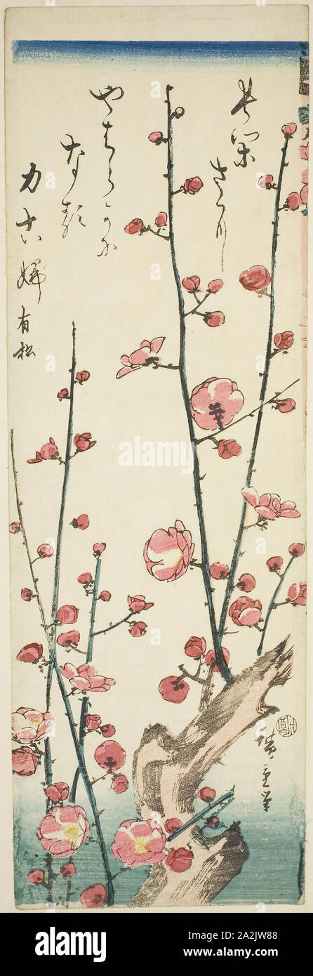 Blossoming branches prune, ch. 1843/47, 広重 歌川 Utagawa Hiroshige, Japonais, 1797-1858, le Japon, la couleur d'impression sur bois, chutanzaku, 34,7 x 11,2 cm Banque D'Images