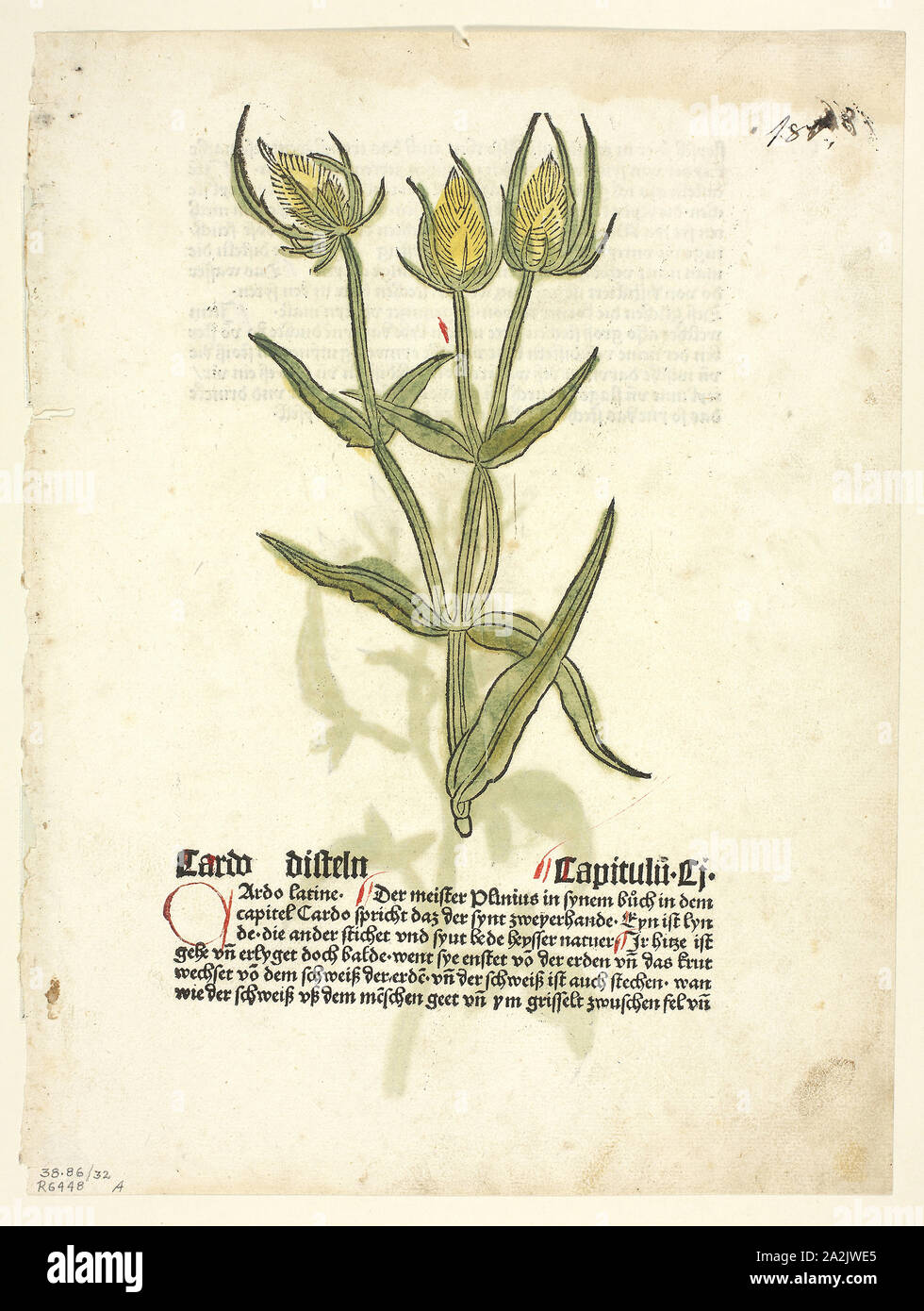 Le chardon (recto) et les bourgeons de chardon (verso) de Gart der Gesundheit (également appelé Hortus Sanitatis, ou le jardin de la santé), la plaque de 32 gravures sur bois dans les livres de la 15e siècle, 1485, 1929, assemblée du portefeuille attribué à Erhard Reuwich (Néerlandais), ch. 1455-c. 1490), imprimé et publié par Peter Schöffer (Allemand), ch. 1425-c. 1503), texte original par Johann von Wonnecke Allemand (Cube), ch. 1430-1503), texte de portefeuille par Wilhelm Ludwig Schreiber (Allemand, 1855-1932), Pays-Bas, gravure sur bois en noir avec la main, les acquisitions et la typographie en noir avec rubrication (recto et verso) sur papier vergé crème Banque D'Images