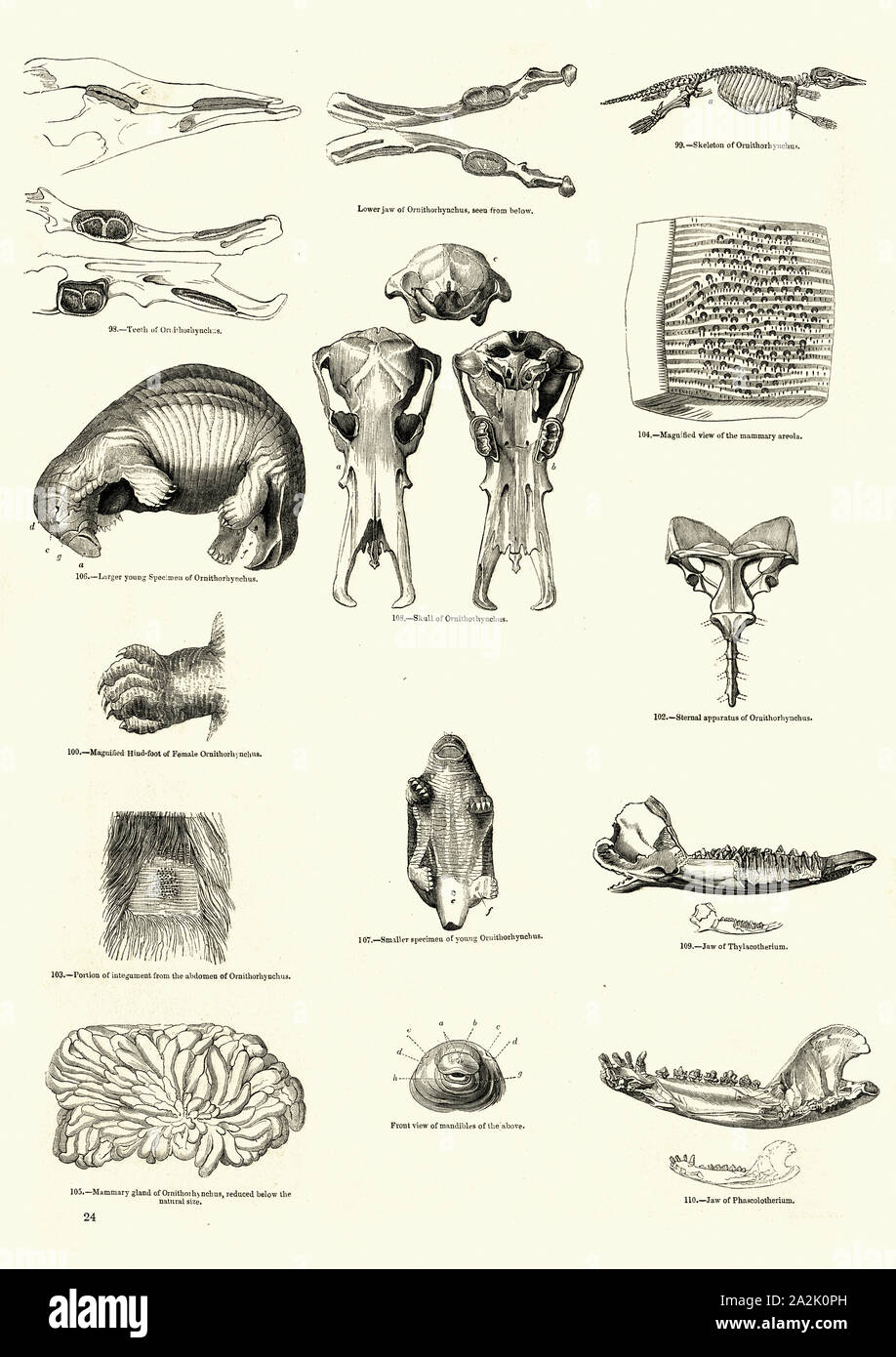 L'ornithorynque (Ornithorhynchus anatinus), parfois appelée l'ornithorynque, est un mammifère semi-aquatique, la ponte[3] endémique à l'Est de l'Australie Banque D'Images
