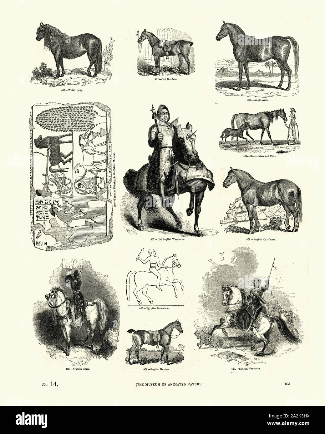 Vintage gravure de races équines poney Welsh, Roadster, racer, anglo-arabes, war horse, chevaux de trait, hunter arabian Banque D'Images