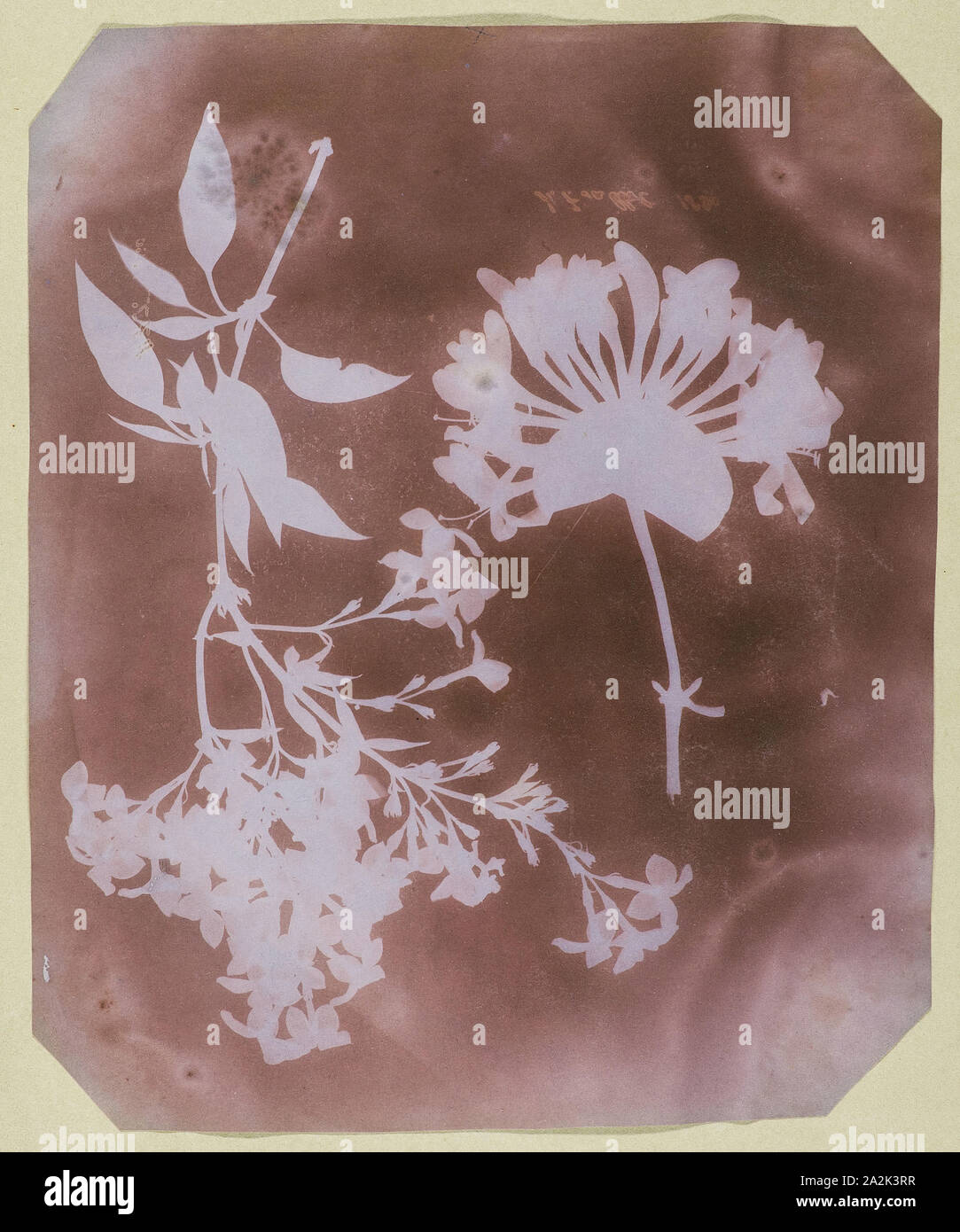 Deux spécimens végétaux, 1839, William Henry Fox Talbot, l'anglais, 1800-1877, l'Angleterre, dessin photogénique, 22.1 × 18 cm (8 11/16 × 7 1/8 in., papier/image), 29 × 21,5 cm (mont Photo Stock