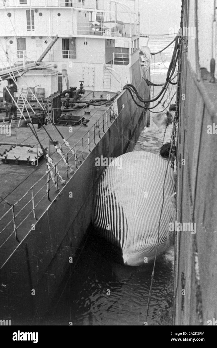 Eingeklemmt ist ein toter Wal zwischen zwei Schiffe ï»¿ Untitled der deutschen Walfangflotte, 1930er Jahre. Une baleine morte est piégé entre les navires de la flotte allemande, 1930. Banque D'Images