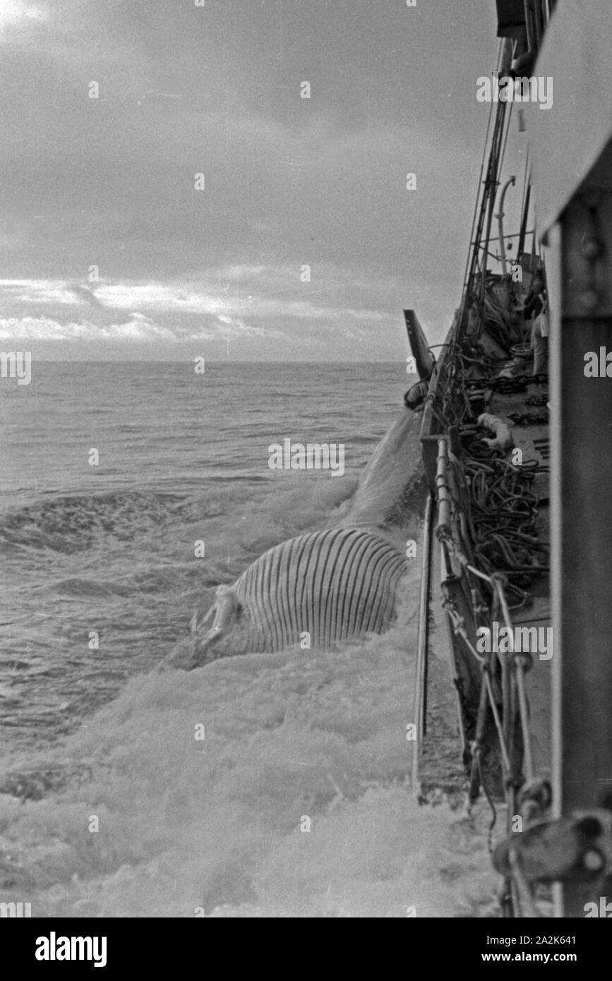 Fangboot Das hat wieder einen Wal erwischt, 1930er Jahre. La chasse à la voile a pris une autre baleine, 1930. Banque D'Images