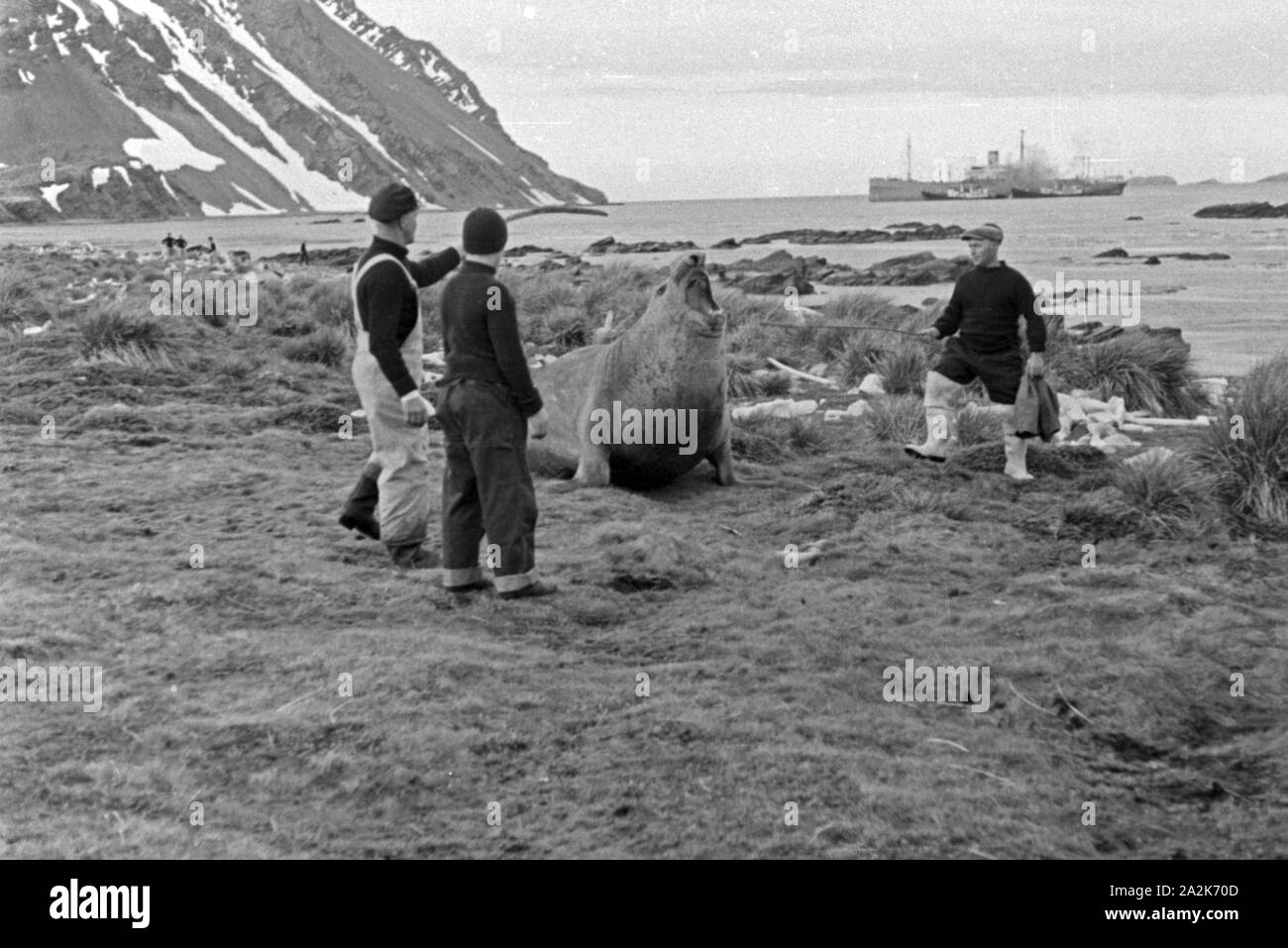 Männer der Besatzung des Fabrikschiffs «Jan Wellem" Walrössern Südgeorgien spielen mit auf, 1930 er Jahre. Membres de l'équipage du navire-usine 'Jan Wellem' jouant avec les morses en Géorgie du Sud, 1930. Banque D'Images