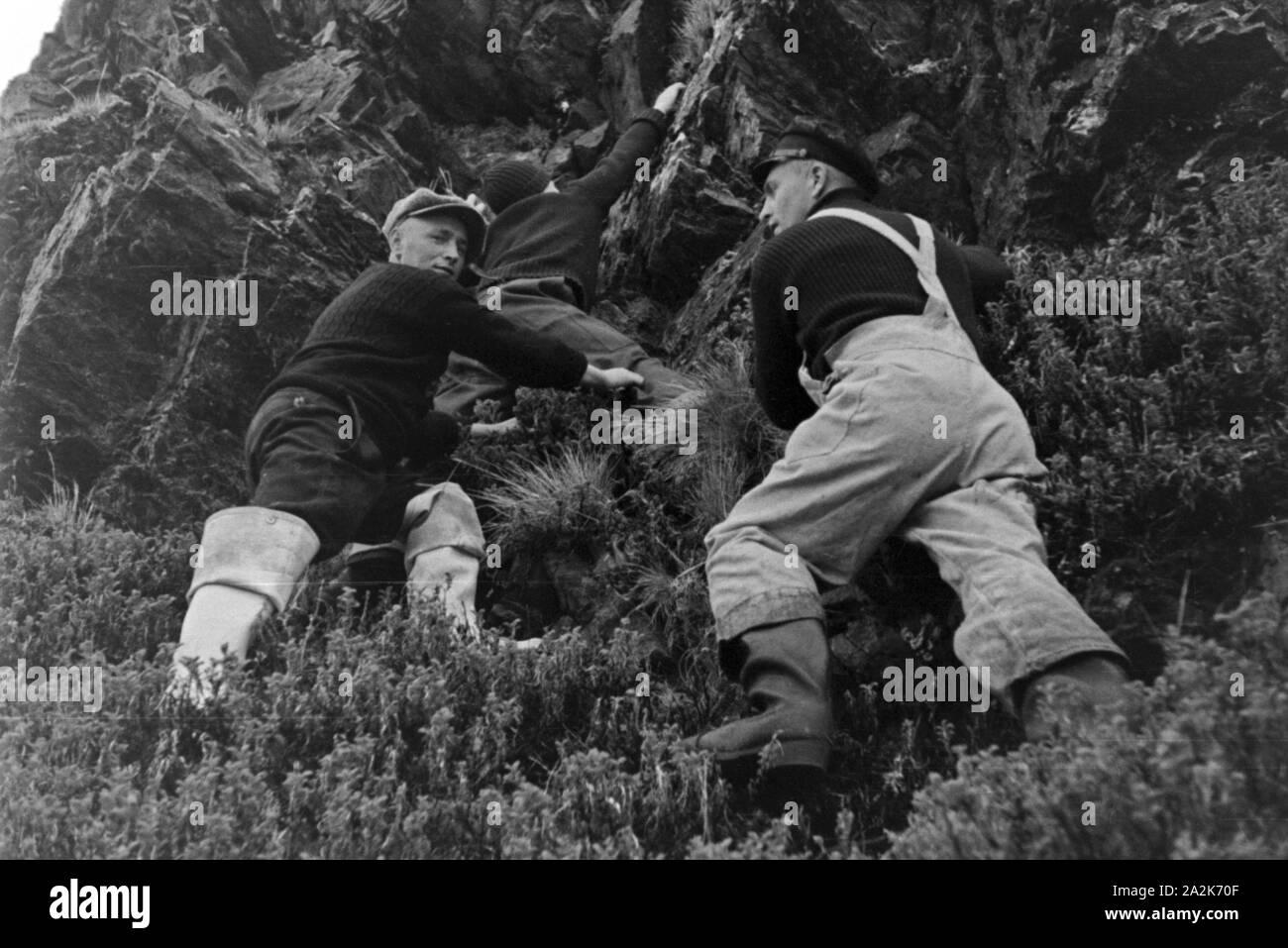 Drei Männer der Besatzung des Walfangfabrikschiffs «Jan Wellem' beim Klettern auf den Bergen der Insel Südgeorgien, 1930er Jahre. Trois membres de l'équipage du navire "facotry Jan Wellem' escalade en montagne en Géorgie du Sud, 1930. Banque D'Images