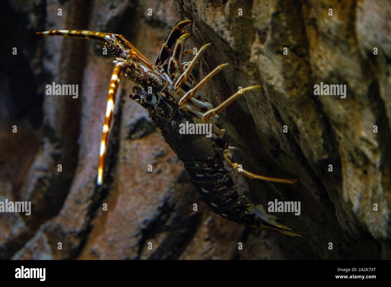 - Langouste rouge Palinurus elephas. Underwater le homard au fond de l'océan. Ces mollusques sont communs en Europe de l'ouest Banque D'Images