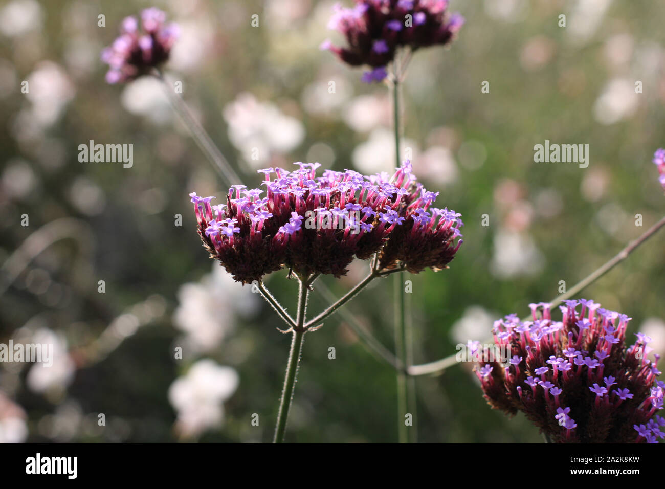 Verbena bonariensis violet fleurs minuscules dans le soleil du matin macro fond Gaura lindheimeri et macro lavande fermer jusqu'Patagonisches Eisenkraut Banque D'Images