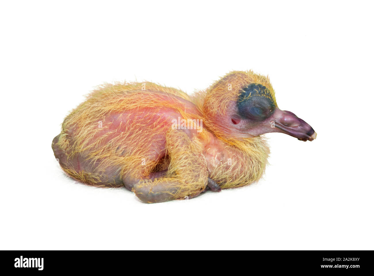 Un pigeon chick isolated on white Banque D'Images