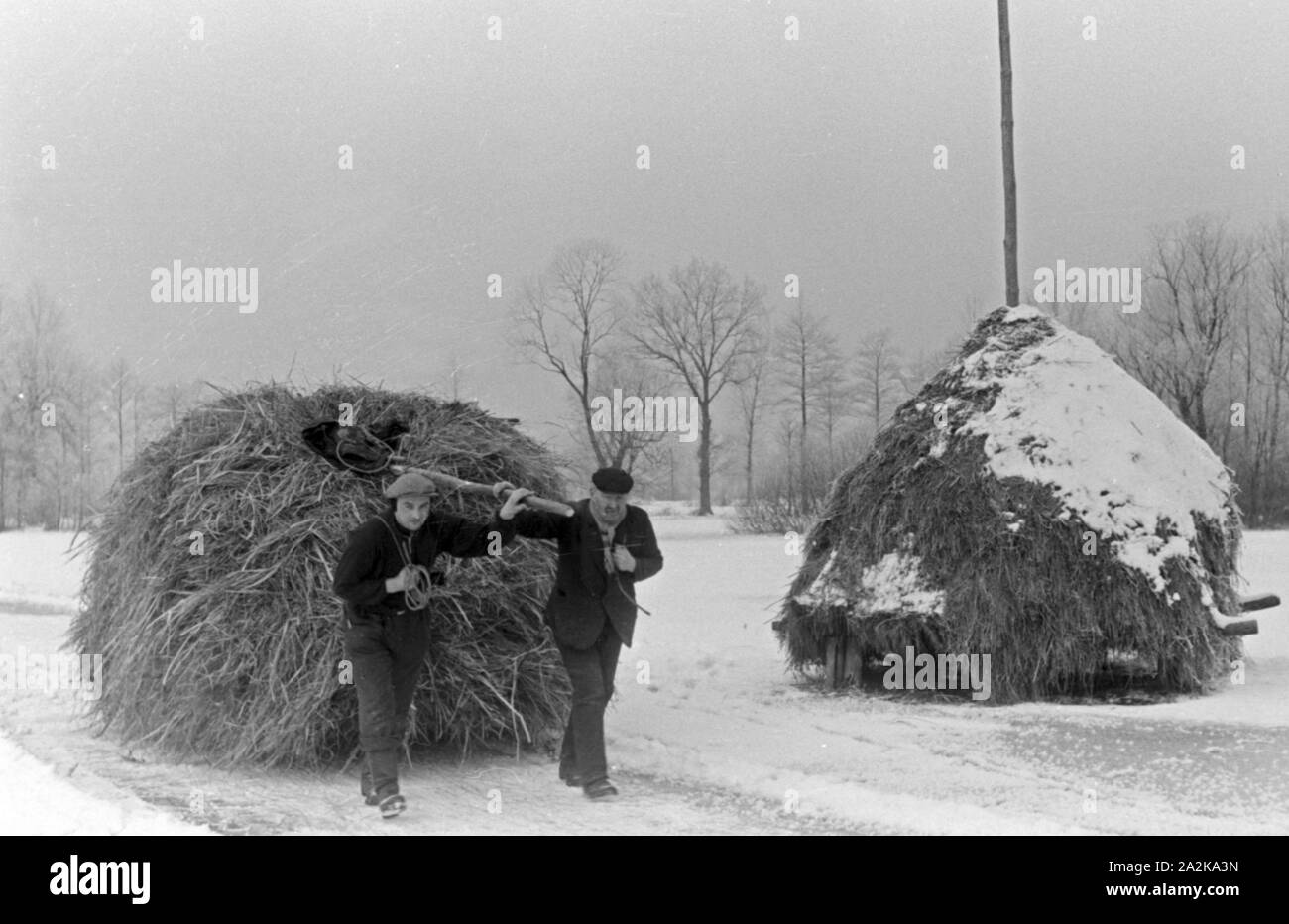 Zwei Männer aus dem Winterheu stapeln Spreewald, Deutschland 1930 er Jahre. Deux pieux de foin d'hiver homme une forêt de Spreewald, Allemagne 1930. Banque D'Images