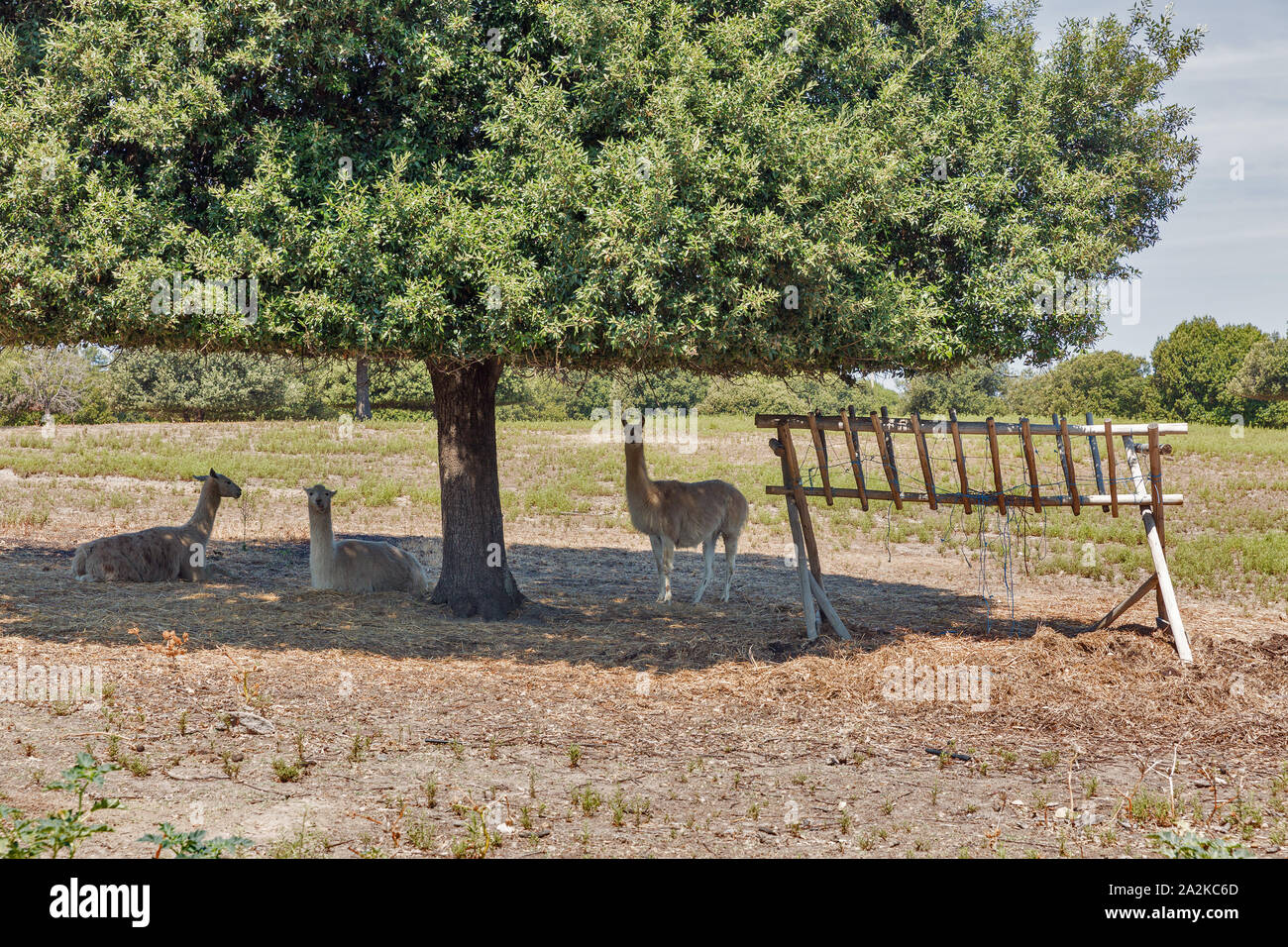 Paysage avec arbres rongés et lamas sur l'île de Corse, France. Banque D'Images