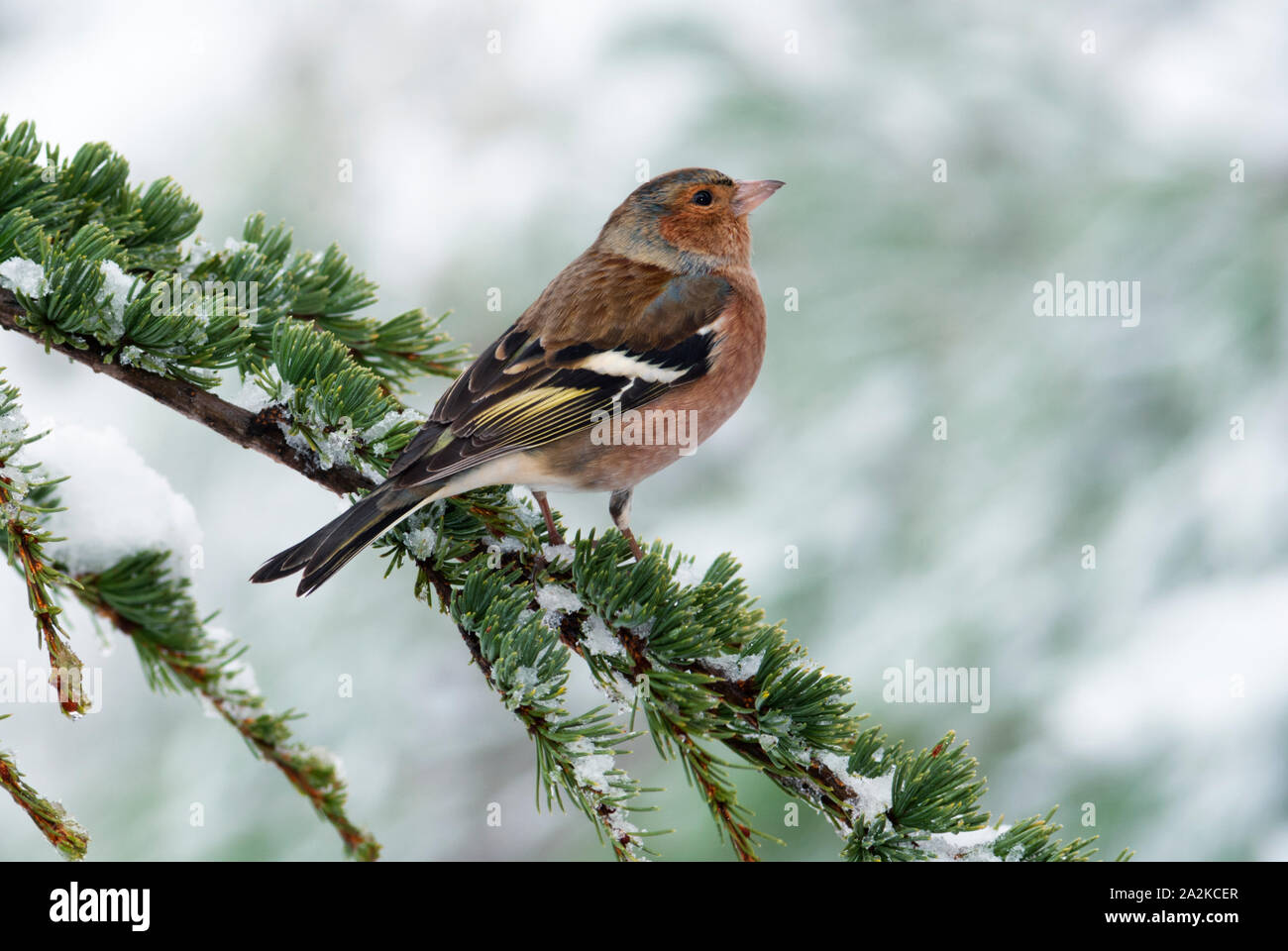 Un mâle (Fringilla coelebs chaffinch) sur une branche de cèdre de neige. Banque D'Images