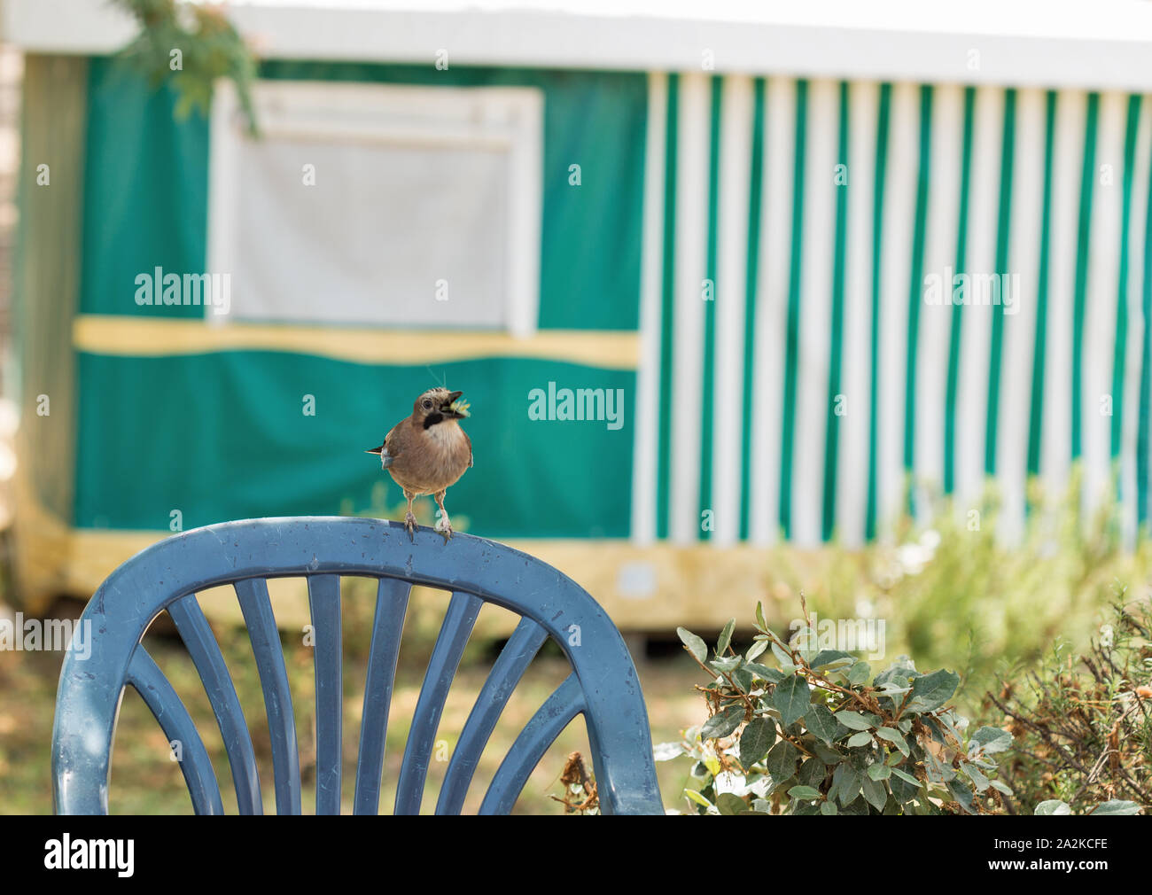 Jay oiseau posé sur une chaise en arrière. L'île de Corse, France. Nom scientifique Garrulus glandarius, famille Corvidae, Ordre Passériformes. Banque D'Images