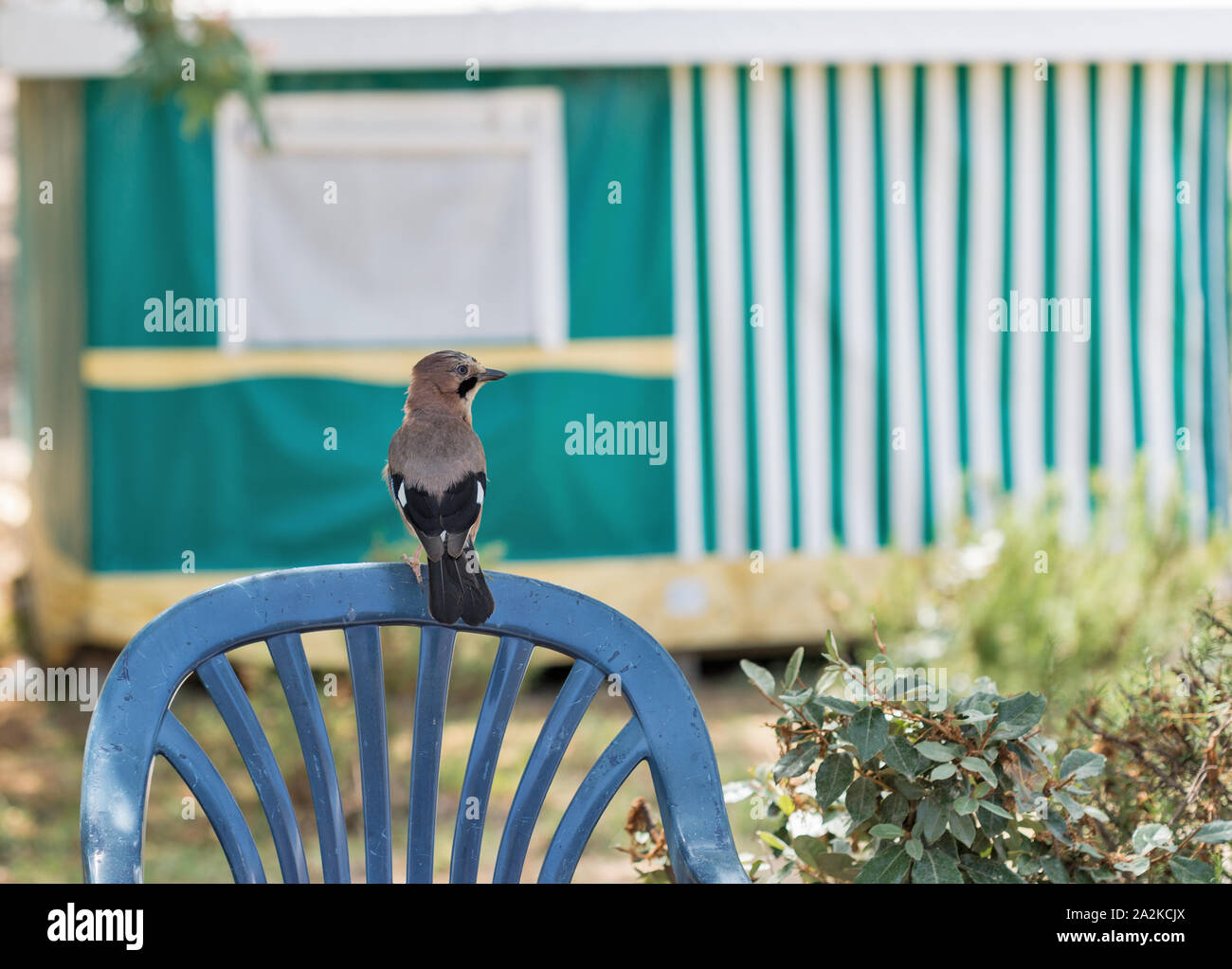 Jay oiseau posé sur une chaise en arrière. L'île de Corse, France. Nom scientifique Garrulus glandarius, famille Corvidae, Ordre Passériformes. Banque D'Images