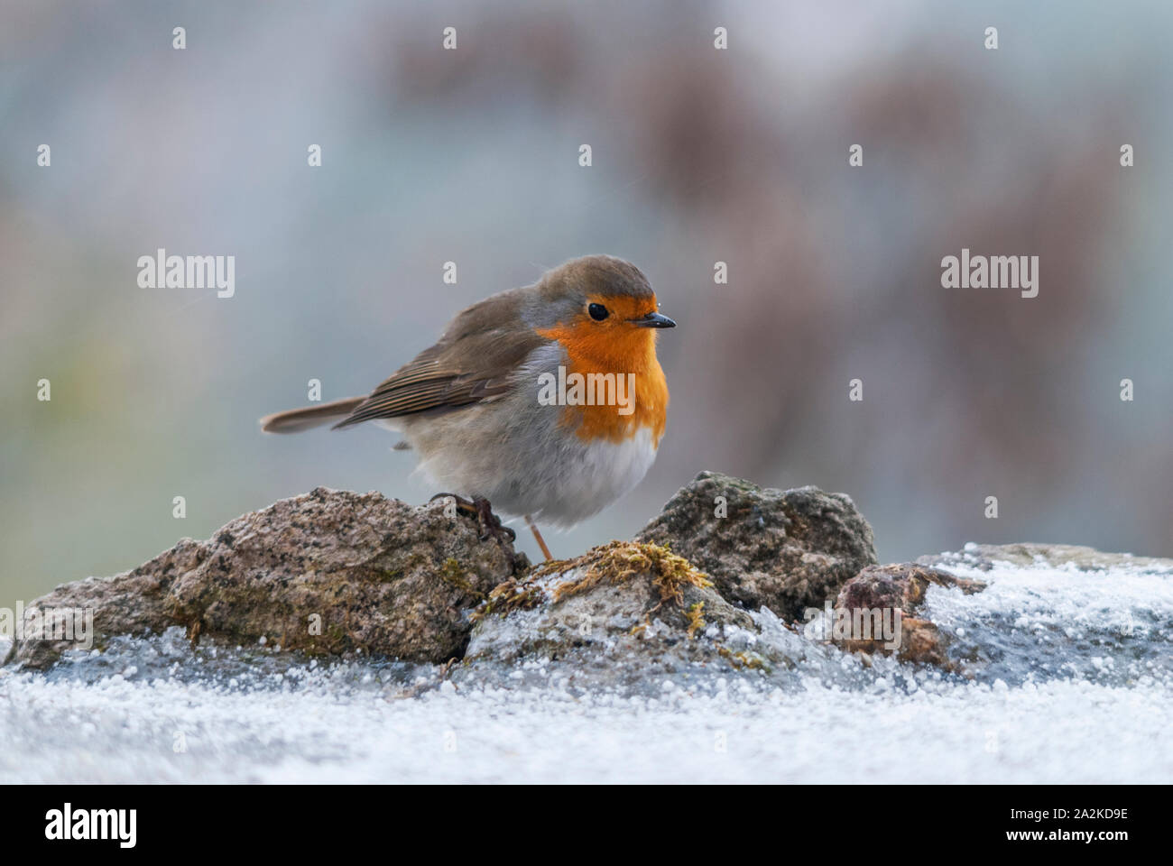 Robin européen sur le sol enneigé en hiver Banque D'Images