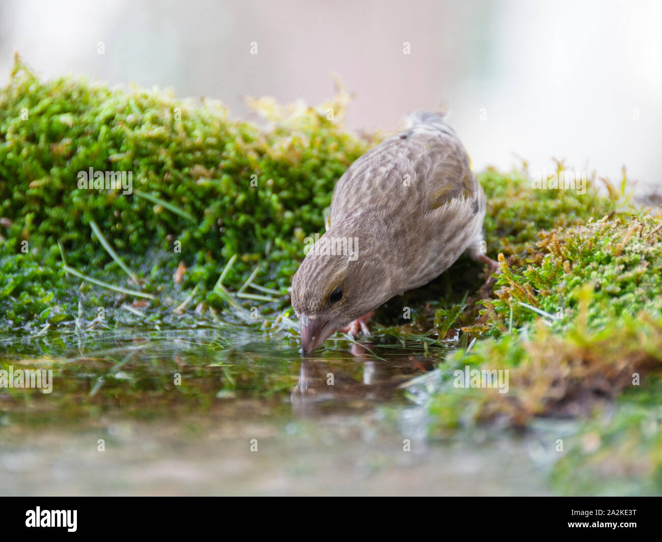 Verdier d'une eau potable à partir d'un pool Banque D'Images