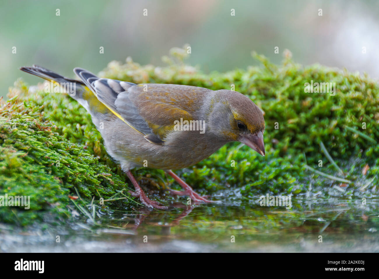 Verdier d'une eau potable à partir d'un pool Banque D'Images