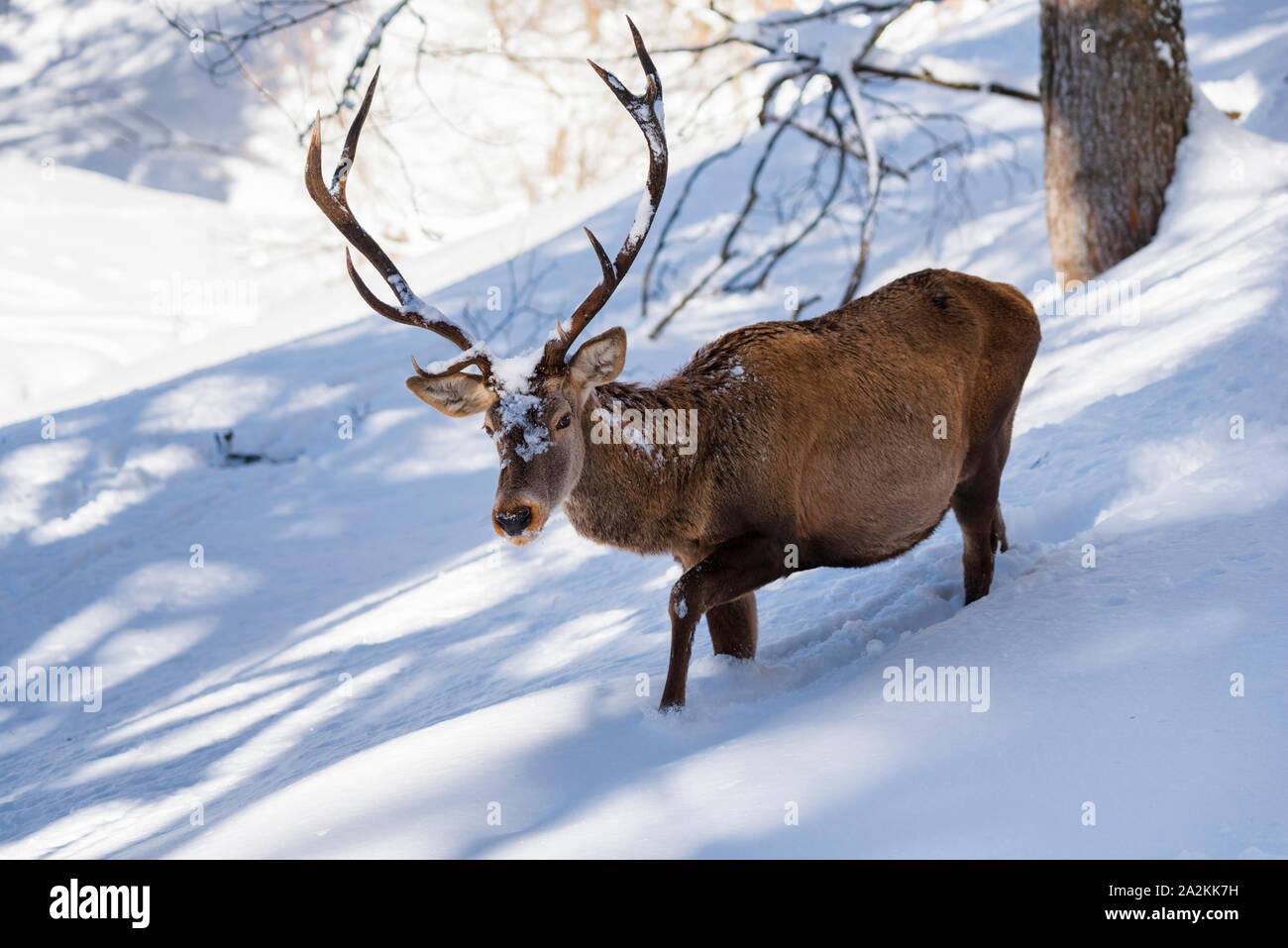 Un mâle red deer (Cervus elaphus) marche dans la neige profonde Banque D'Images